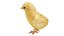 egg chick 3D