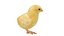 egg chick 3D