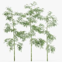 Tree 04 Bamboo