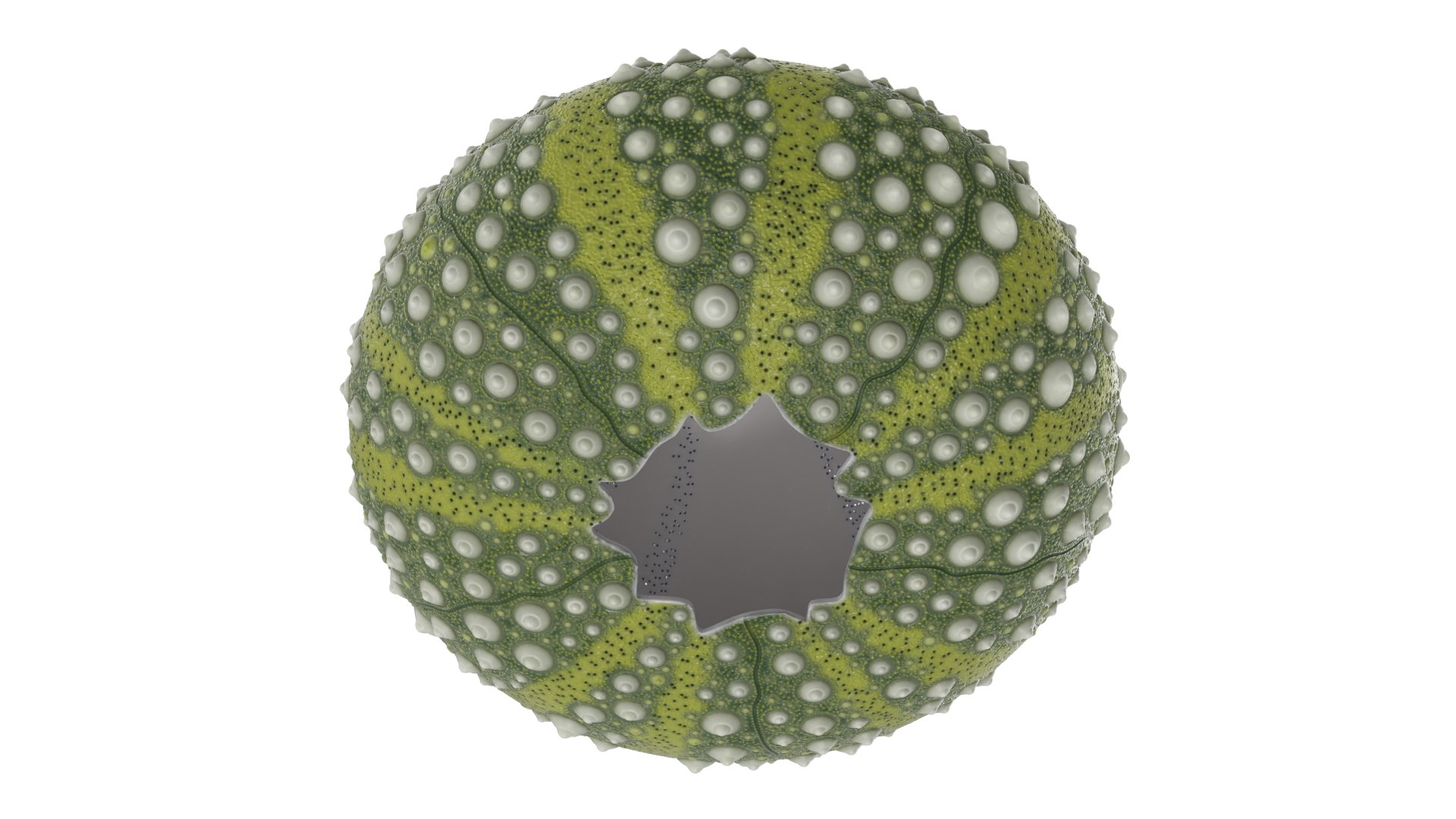3D Scottish Sea Urchin Seashell Green model https://p.turbosquid.com/ts-thumb/9u/Q2oDm0/Cv/scottishseaurchinseashellgreen3dmodel007/jpg/1692660456/1920x1080/fit_q87/ad415ed52a51091bd092262c284ee33c7af5f323/scottishseaurchinseashellgreen3dmodel007.jpg