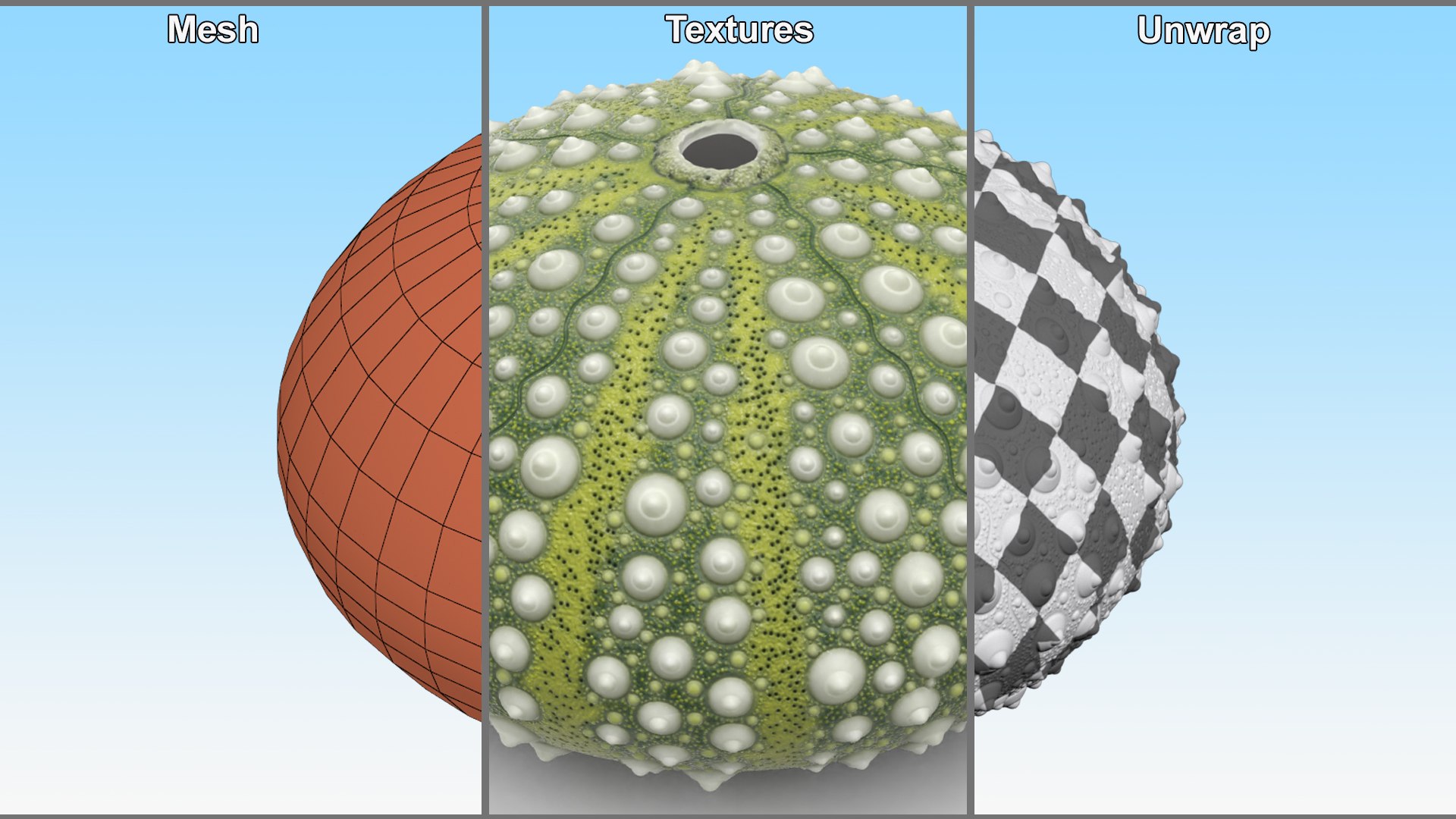 3D Scottish Sea Urchin Seashell Green model https://p.turbosquid.com/ts-thumb/9u/Q2oDm0/Nf/scottishseaurchinseashellgreen3dmodel008/jpg/1692660459/1920x1080/fit_q87/f240a174d6848c2e8fe17e526c6cafe0b2f59b01/scottishseaurchinseashellgreen3dmodel008.jpg