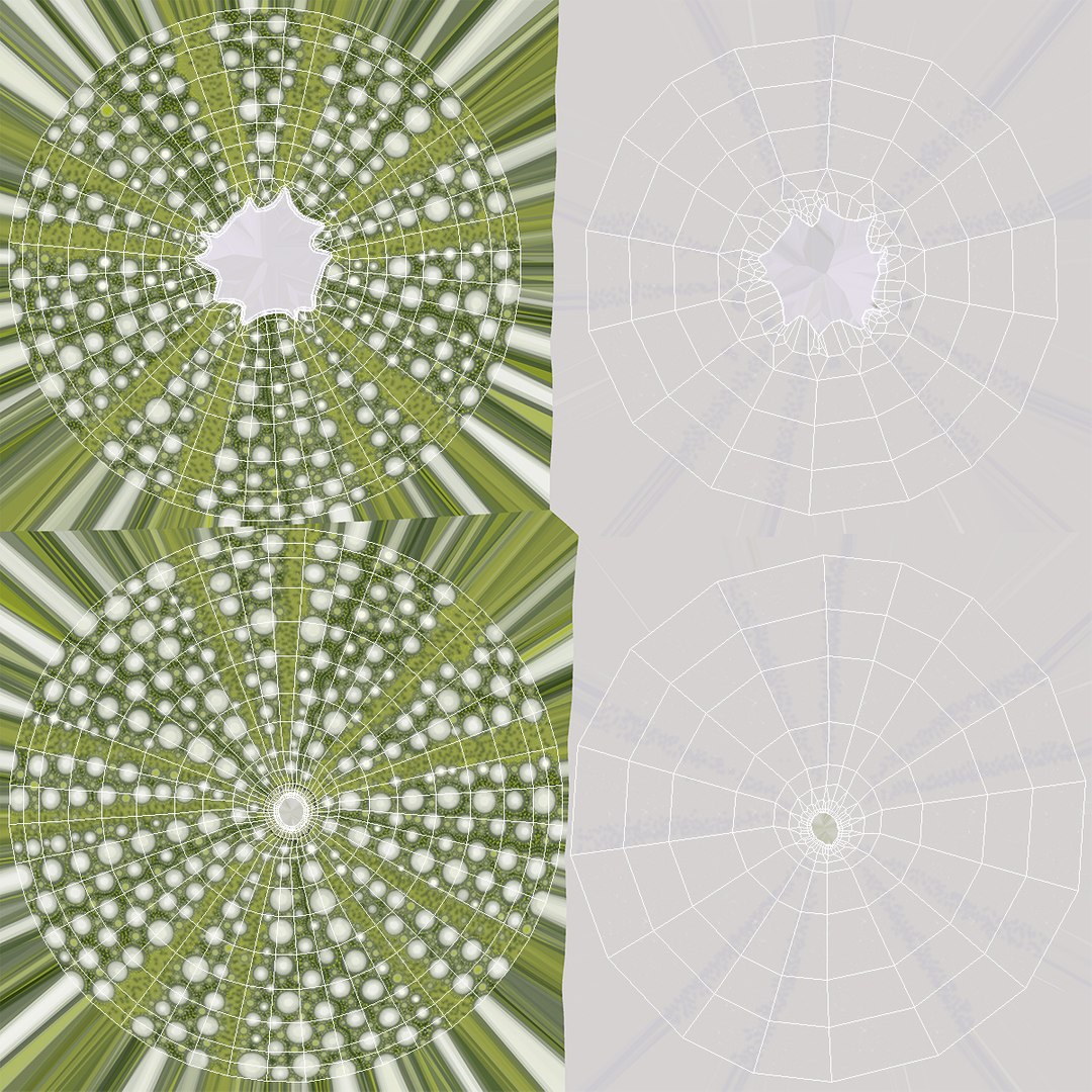 3D Scottish Sea Urchin Seashell Green model https://p.turbosquid.com/ts-thumb/9u/Q2oDm0/a6/scottishseaurchinseashellgreen3dmodel010/jpg/1692660467/1920x1080/fit_q87/bd2f1c7de02adfd97c8834b74ec4e809615f1fd8/scottishseaurchinseashellgreen3dmodel010.jpg