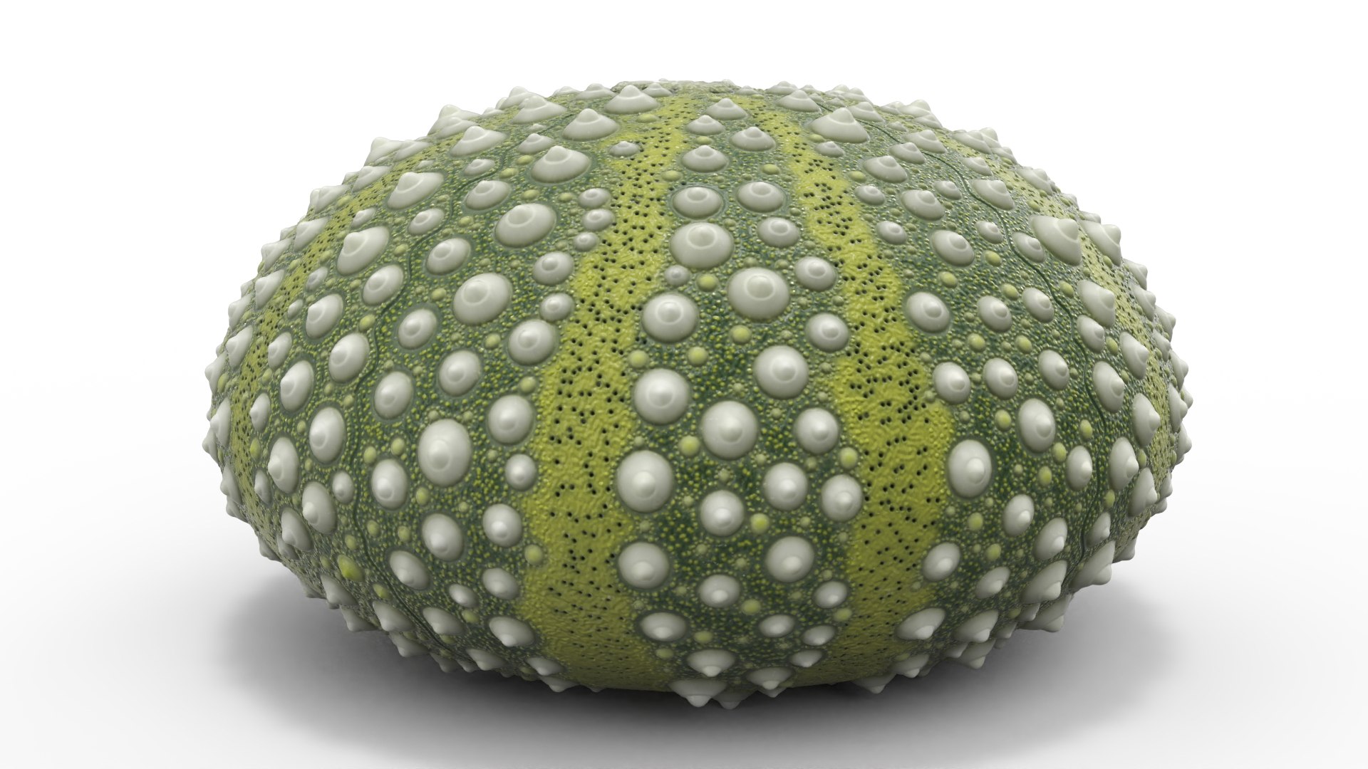 3D Scottish Sea Urchin Seashell Green model https://p.turbosquid.com/ts-thumb/9u/Q2oDm0/pe/scottishseaurchinseashellgreen3dmodel005/jpg/1692660448/1920x1080/fit_q87/5dd8384056bb6b0ed26febb9a51f75ea65546acd/scottishseaurchinseashellgreen3dmodel005.jpg