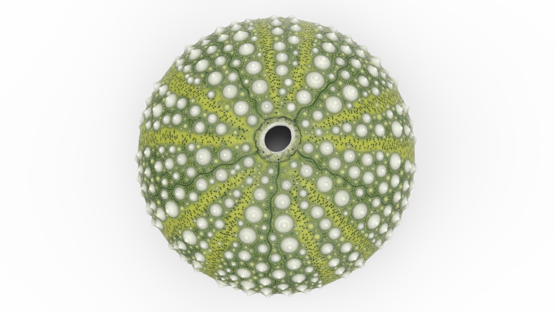 3D Scottish Sea Urchin Seashell Green model https://p.turbosquid.com/ts-thumb/9u/Q2oDm0/r9/scottishseaurchinseashellgreen3dmodel006/jpg/1692660452/1920x1080/fit_q87/09c2ad8b2b956239ada7efd939cf39e84f04e2a6/scottishseaurchinseashellgreen3dmodel006.jpg