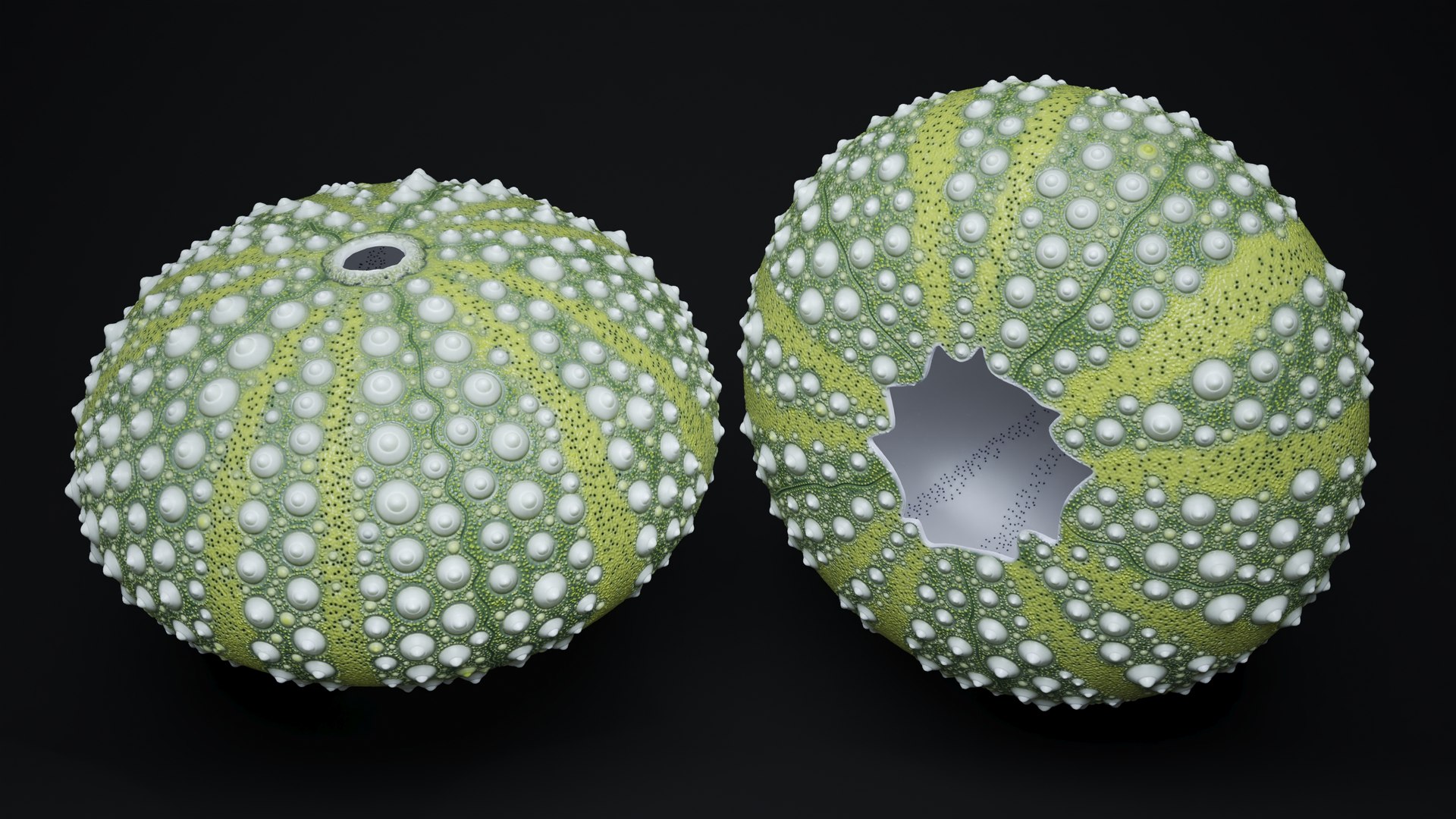 3D Scottish Sea Urchin Seashell Green model https://p.turbosquid.com/ts-thumb/9u/Q2oDm0/wr/scottishseaurchinseashellgreen3dmodel004/jpg/1692660445/1920x1080/fit_q87/63e8b572fe5779e10d92fd42177ed05e56a4fbd4/scottishseaurchinseashellgreen3dmodel004.jpg