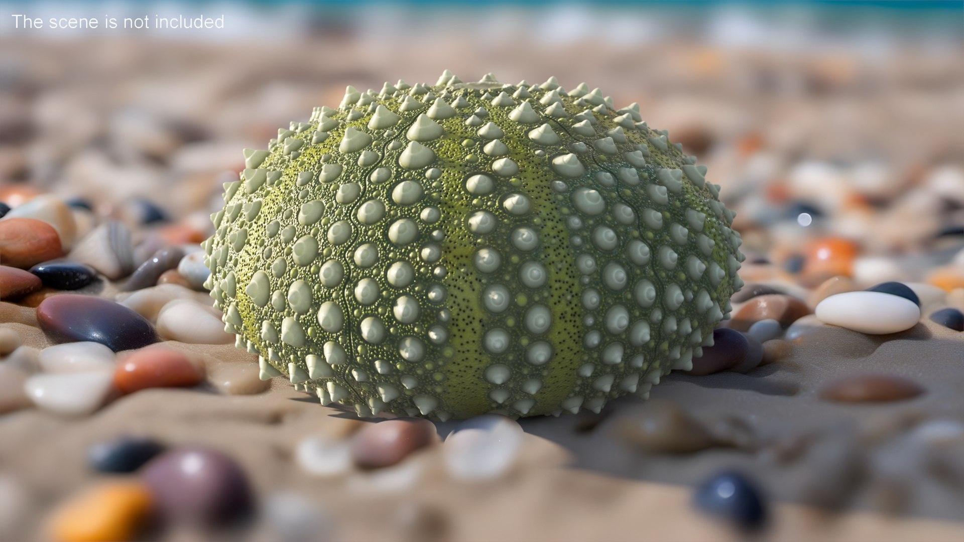 3D Scottish Sea Urchin Seashell Green model https://p.turbosquid.com/ts-thumb/9u/Q2oDm0/zc/scottishseaurchinseashellgreen3dmodel003/jpg/1692660439/1920x1080/fit_q87/ccca46cb1ac2f9fa9bd667884b667fc0e061b14f/scottishseaurchinseashellgreen3dmodel003.jpg