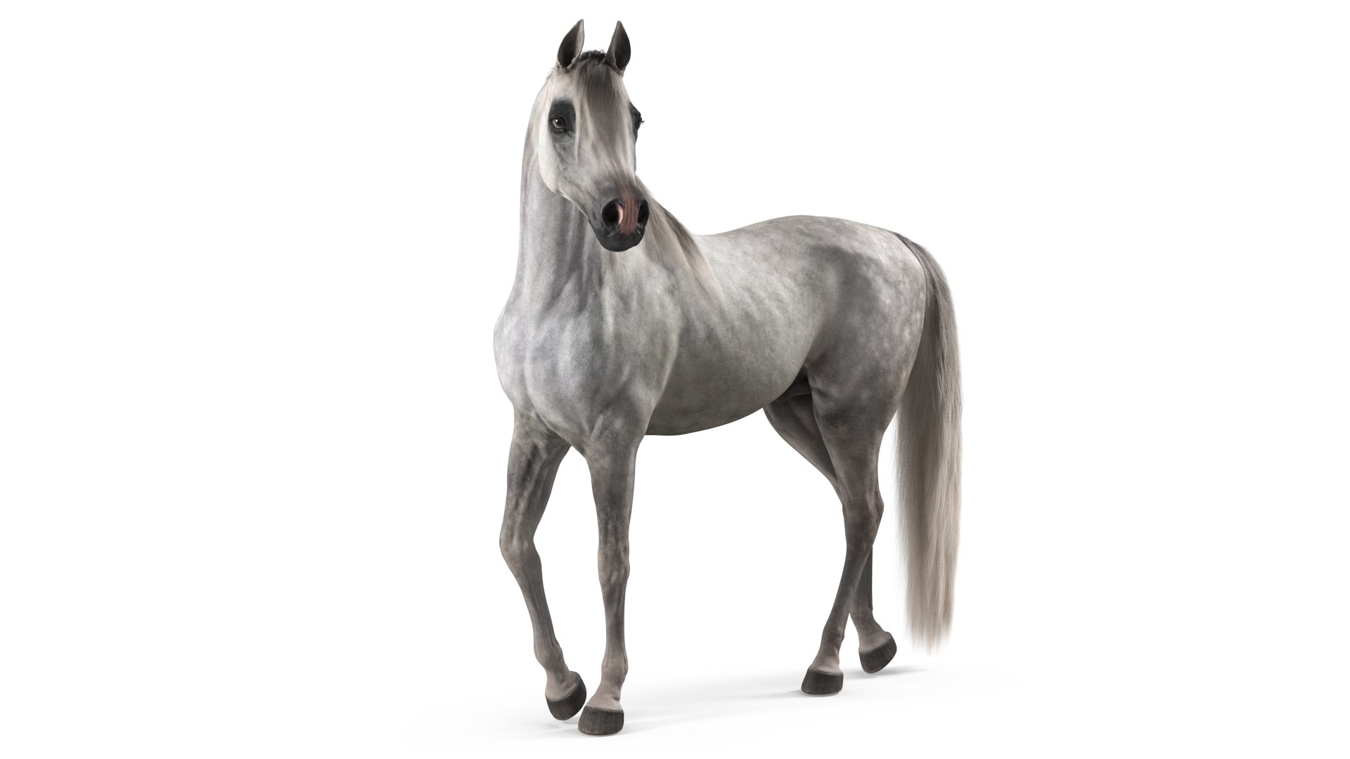 Arabian Horse Gray Dappled Stand Pose Fur 3D model preview
