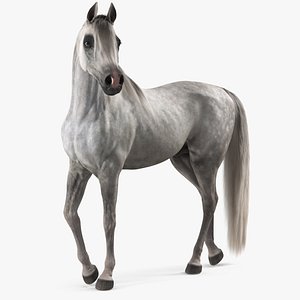 Arabian Horse Gray Dappled Stand Pose Fur 3D model