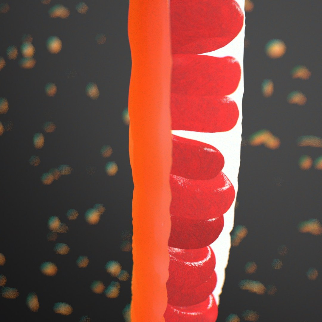 3d small blood vessel https://p.turbosquid.com/ts-thumb/9u/fuOjNv/75bSy9Oy/vessel006/jpg/1418863586/1920x1080/fit_q87/a703cb5a5fe16e69ed828ecb2e9c3ee74e6c3ca9/vessel006.jpg