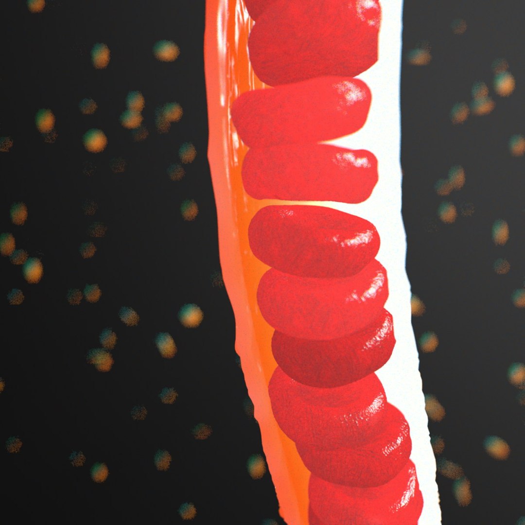 3d small blood vessel https://p.turbosquid.com/ts-thumb/9u/fuOjNv/JdM8UjLx/vessel005/jpg/1418863586/1920x1080/fit_q87/49b976a38e21f366b7d40c4911c9a20aff71e26b/vessel005.jpg