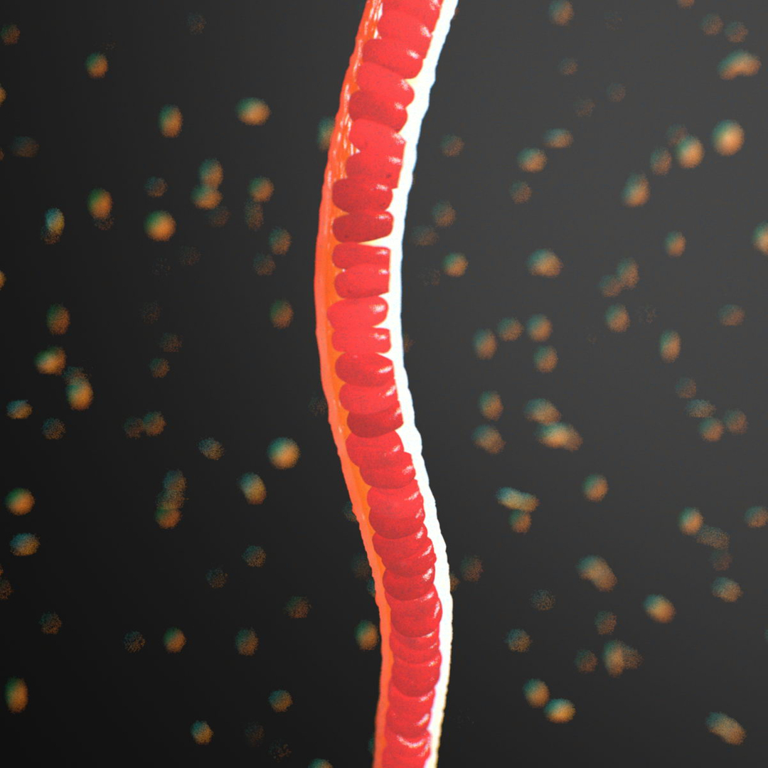 3d small blood vessel https://p.turbosquid.com/ts-thumb/9u/fuOjNv/jYmzbjJN/vesselrun01/jpg/1418863668/1920x1080/turn_fit_q99/7f35bc9677294820892f451a31b3ef80a3309075/vesselrun01-1.jpg
