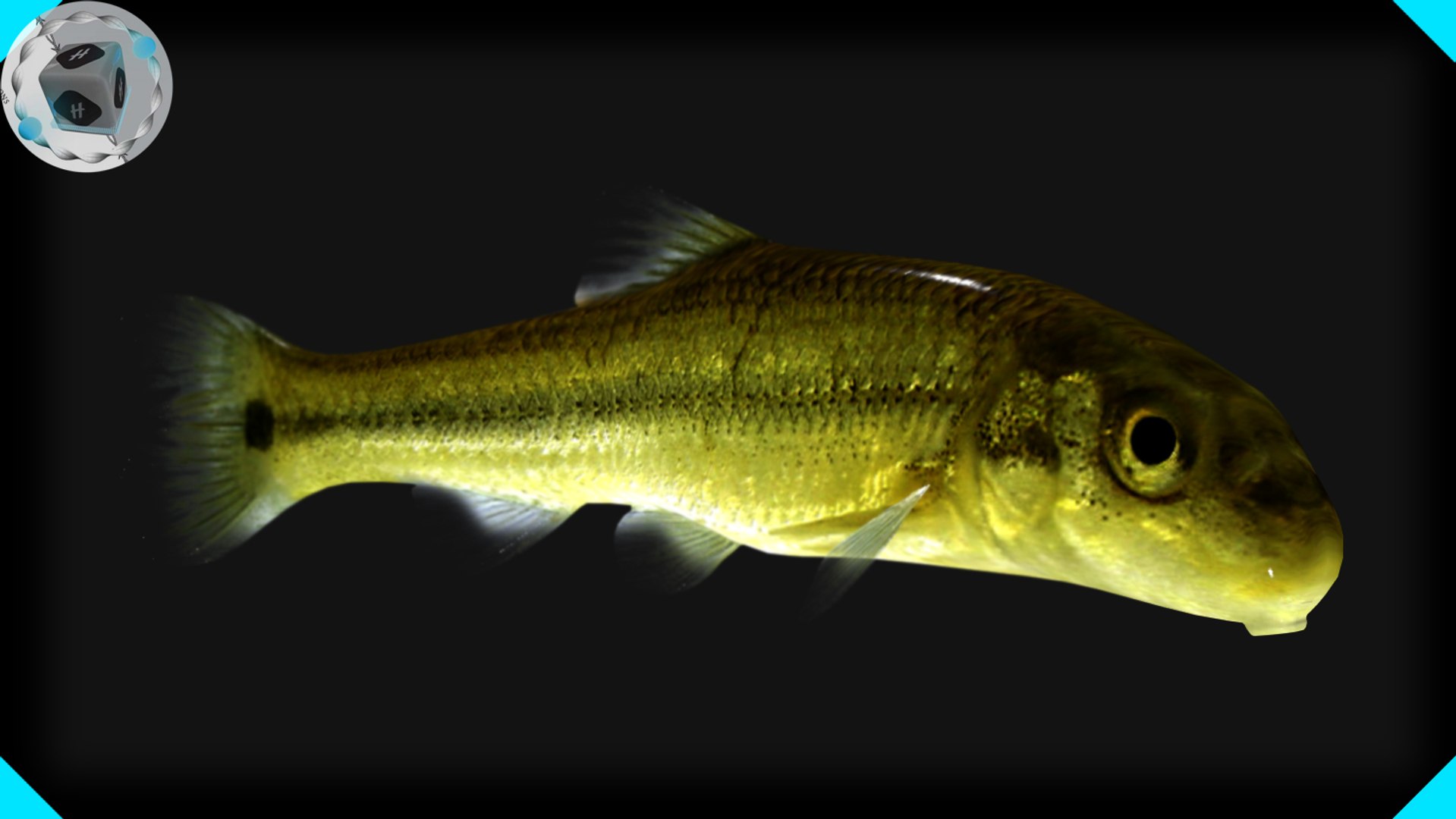 3d Model Sucker Minnow