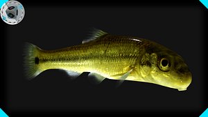 3d model sucker minnow