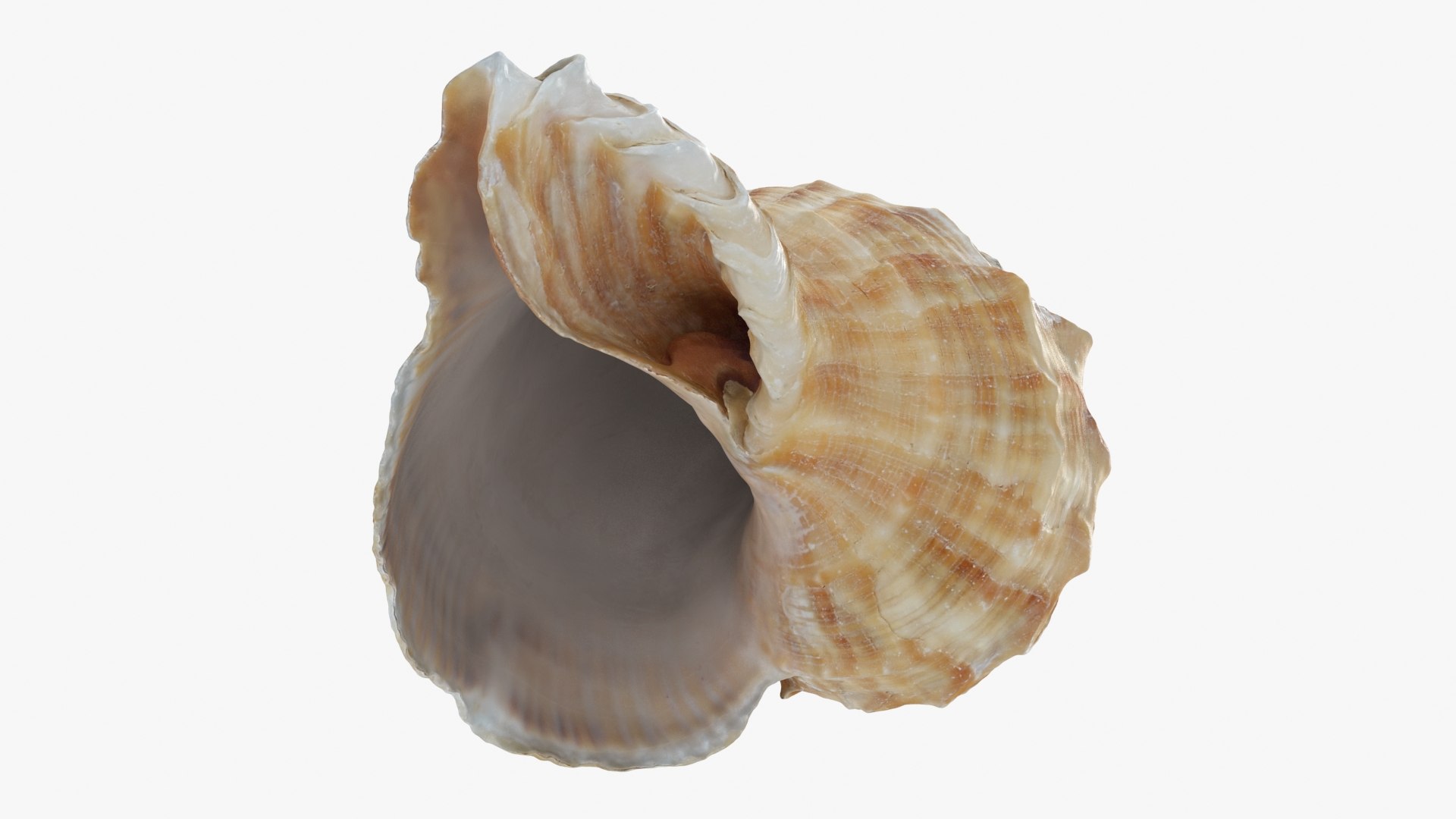 Rapana Rapiformis 3D model https://p.turbosquid.com/ts-thumb/9v/1GyafQ/0M/rapanarapiformis1_b0020/jpg/1718345457/1920x1080/fit_q87/7c2593807e4b35690822cc31ba618cb9f9851e5b/rapanarapiformis1_b0020.jpg