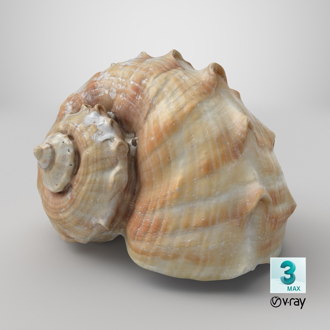 Rapana Rapiformis 3D model https://p.turbosquid.com/ts-thumb/9v/1GyafQ/19/stemcell_max_vray_render/png/1718630857/1920x1080/fit_q87/b37f9ddd74d683bcd411887ccecb083cae653eb9/stemcell_max_vray_render.jpg