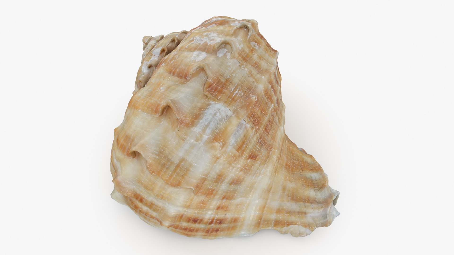 Rapana Rapiformis 3D model https://p.turbosquid.com/ts-thumb/9v/1GyafQ/4N/rapanarapiformis1_b0012/jpg/1718345453/1920x1080/fit_q87/4c7e48971f4bea32bddfe0e7b1f2fddccd75e716/rapanarapiformis1_b0012.jpg