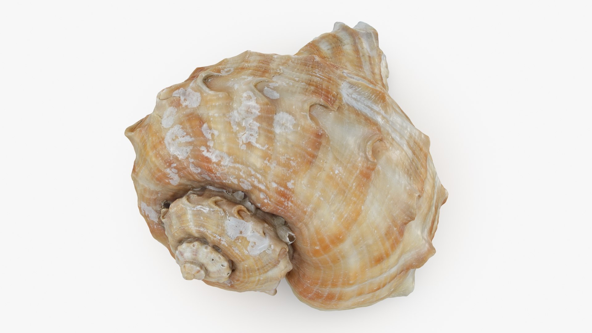 Rapana Rapiformis 3D model https://p.turbosquid.com/ts-thumb/9v/1GyafQ/5E/rapanarapiformis1_b0014/jpg/1718345455/1920x1080/fit_q87/6e1614013852c5a2da7252af39e86c436c185508/rapanarapiformis1_b0014.jpg
