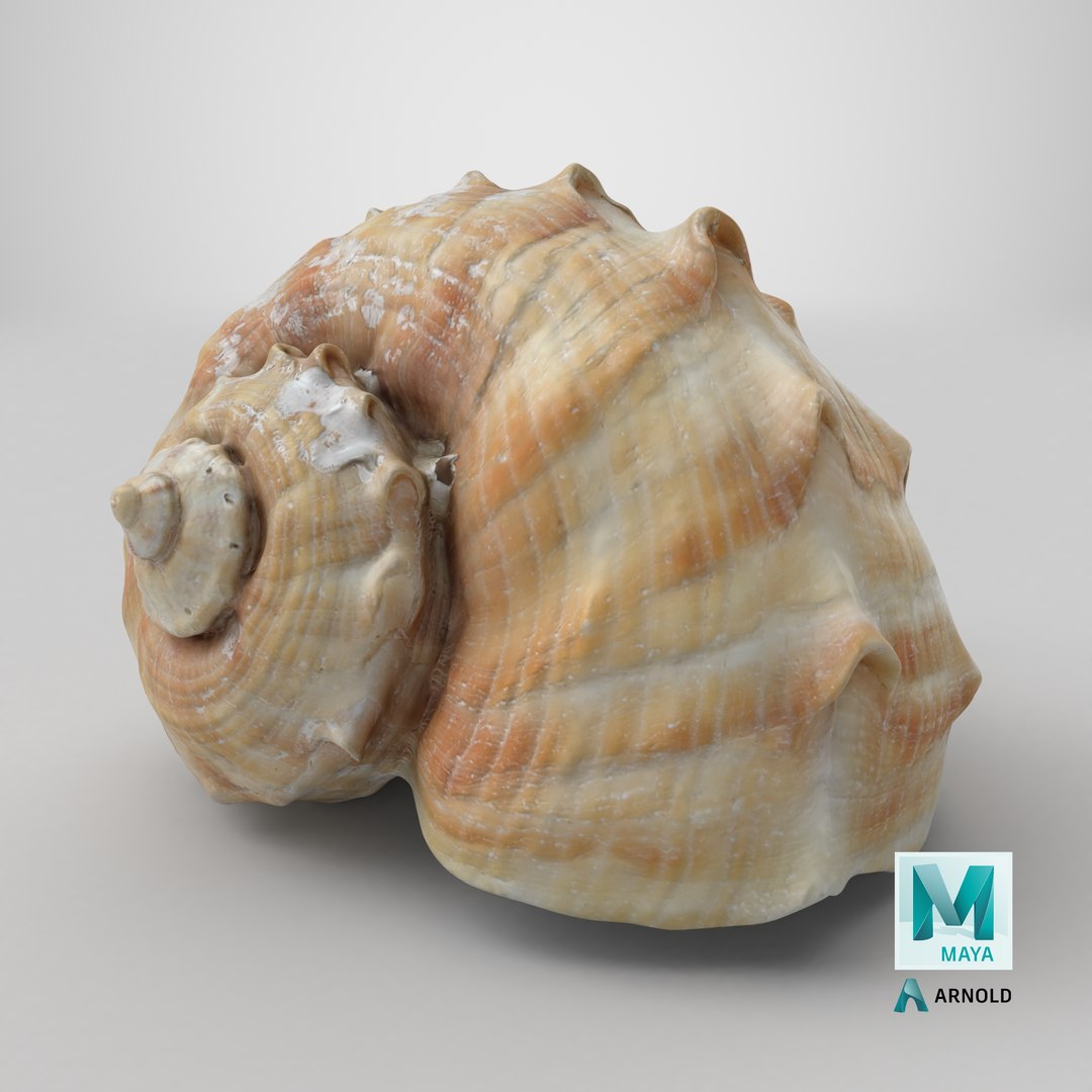 Rapana Rapiformis 3D model https://p.turbosquid.com/ts-thumb/9v/1GyafQ/78/stemcell_maya_arnold_render/png/1718630848/1920x1080/fit_q87/3503aeb9068f45c08da4701bc67d627b7938fb4b/stemcell_maya_arnold_render.jpg