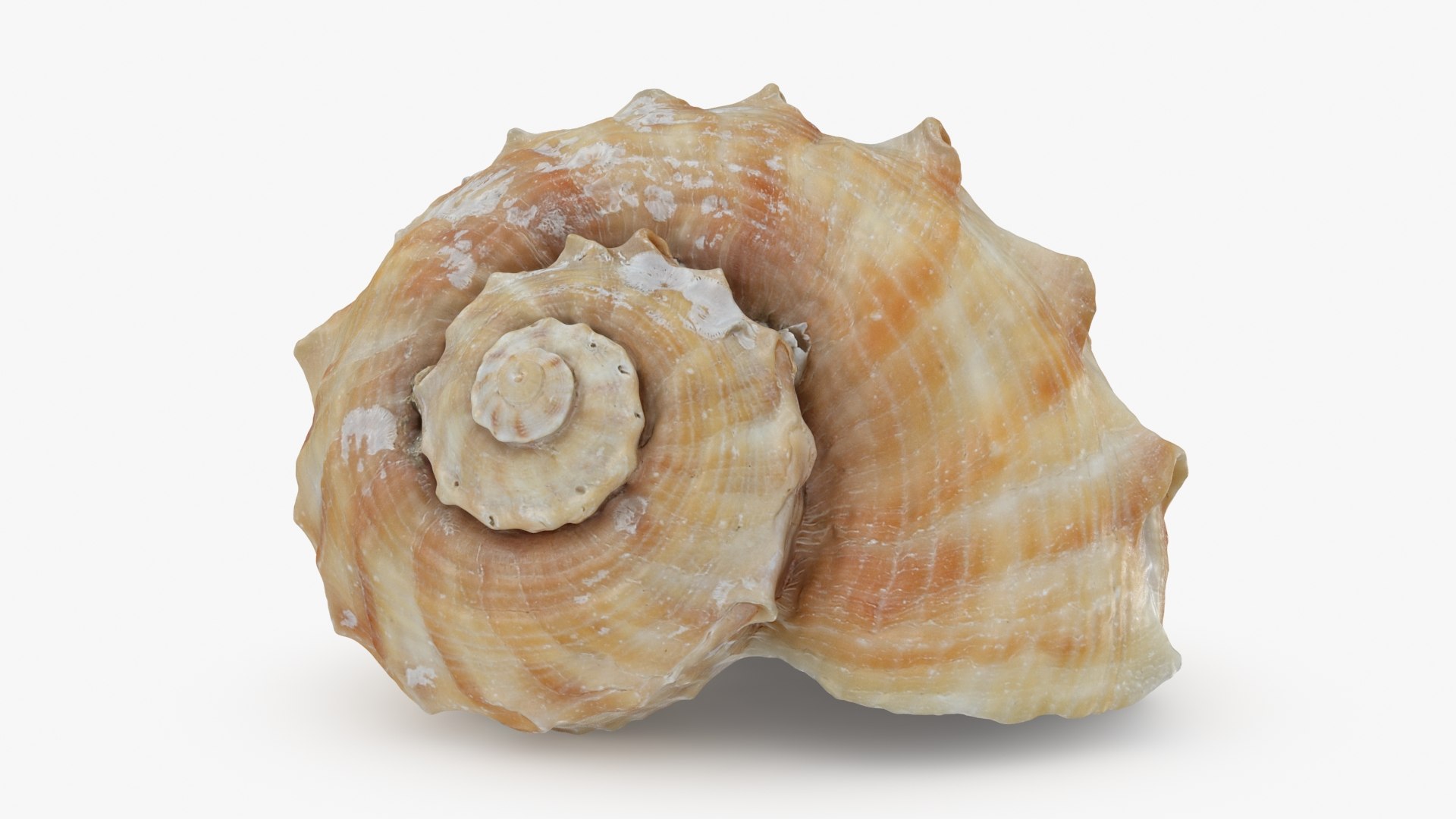 Rapana Rapiformis 3D model https://p.turbosquid.com/ts-thumb/9v/1GyafQ/HG/rapanarapiformis1_b0004/jpg/1718345451/1920x1080/fit_q87/4833cc279f13295fa52d44054f22d0e0323c3eb8/rapanarapiformis1_b0004.jpg