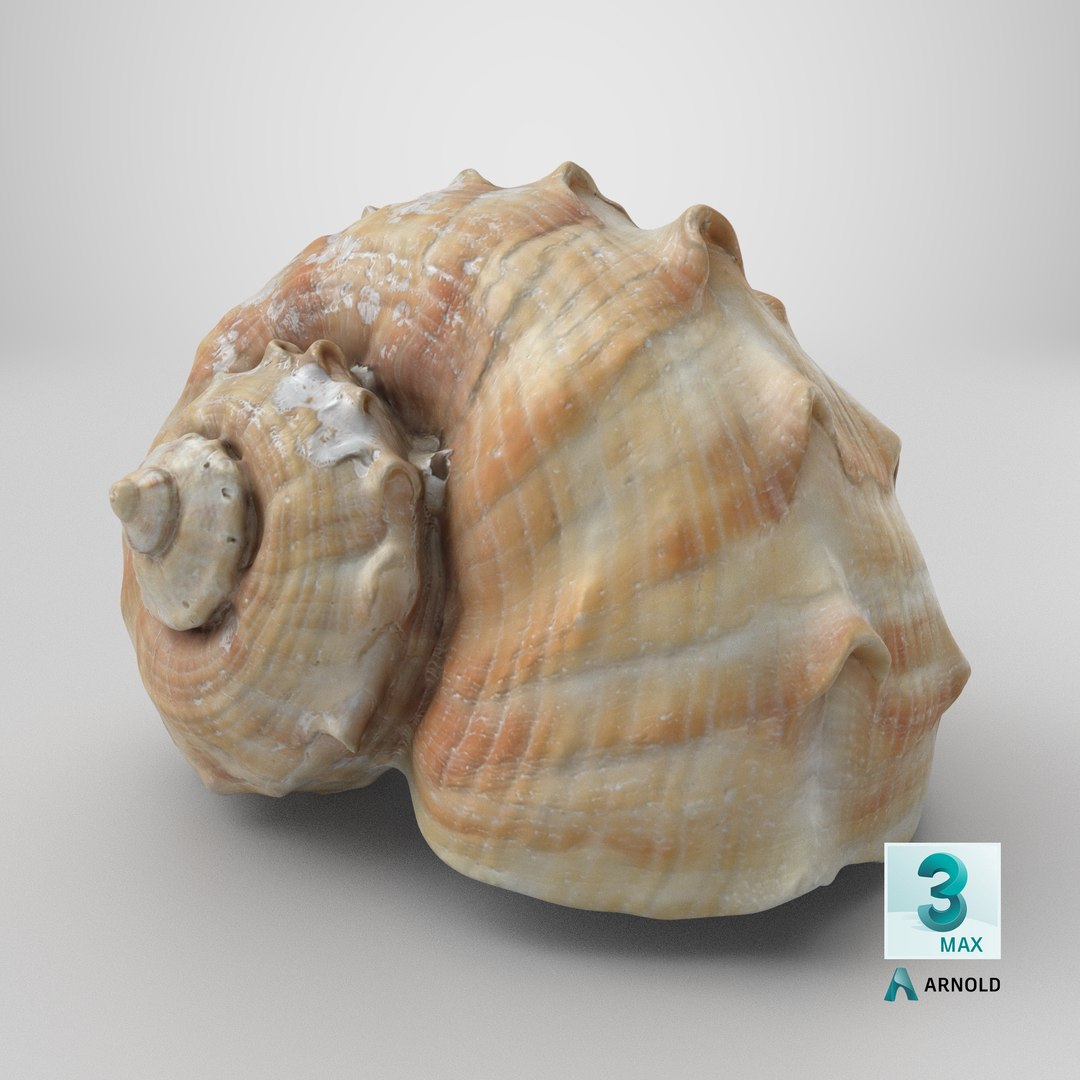 Rapana Rapiformis 3D model https://p.turbosquid.com/ts-thumb/9v/1GyafQ/IU/stemcell_max_arnold_render/png/1718630859/1920x1080/fit_q87/abc4aa598700dcd19940a2161d55e1c6520fda17/stemcell_max_arnold_render.jpg