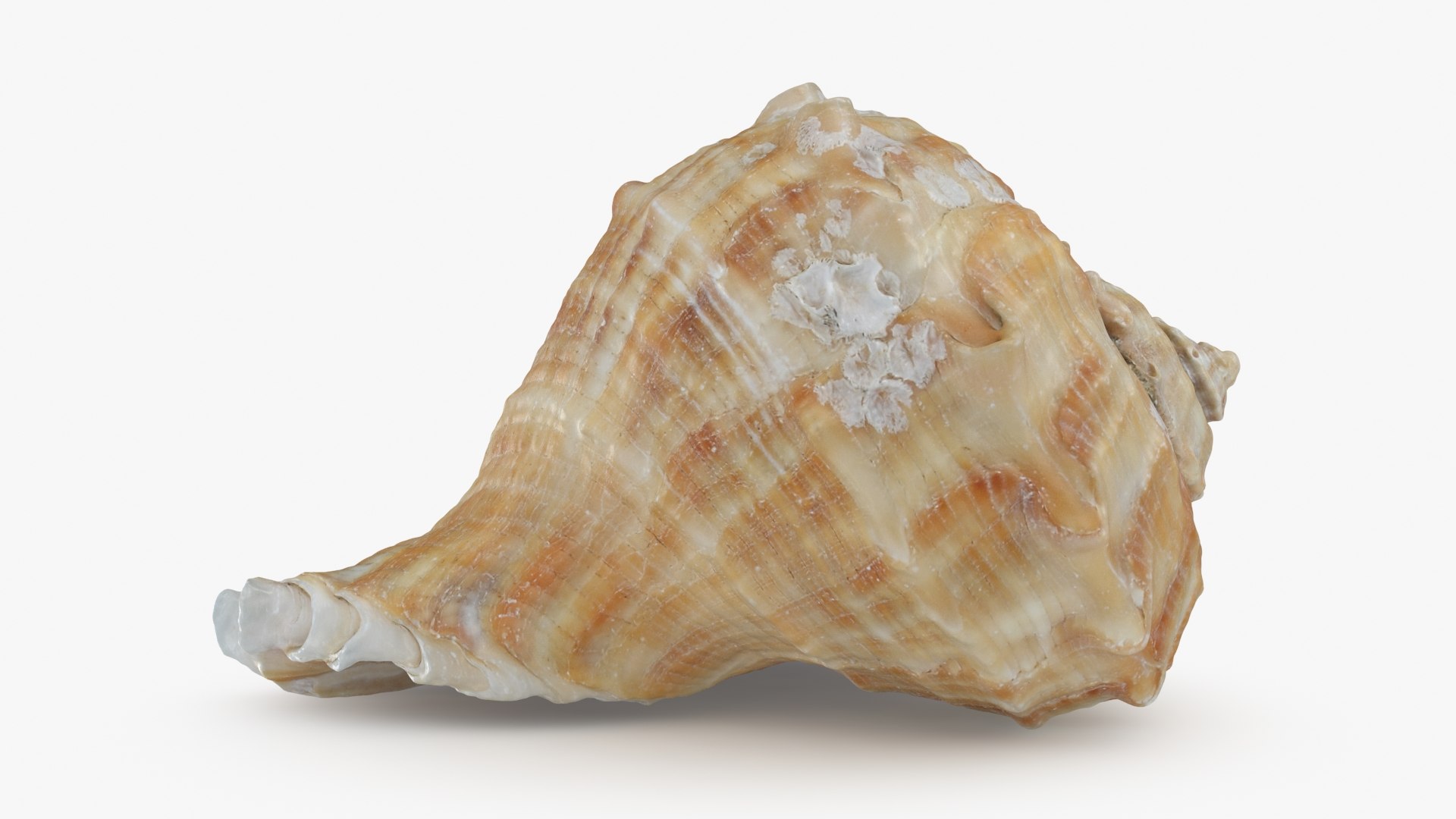 Rapana Rapiformis 3D model https://p.turbosquid.com/ts-thumb/9v/1GyafQ/Ip/rapanarapiformis1_b0008/jpg/1718345451/1920x1080/fit_q87/4985d484f816617d490091731fa0f1b5ccd42f0a/rapanarapiformis1_b0008.jpg