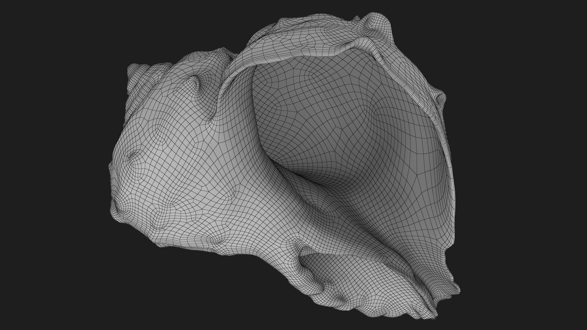 Rapana Rapiformis 3D model https://p.turbosquid.com/ts-thumb/9v/1GyafQ/Q3/rapanarapiformis1_g0004/jpg/1718345462/1920x1080/fit_q87/2b45405971464604c97eef1e8aac097481e95251/rapanarapiformis1_g0004.jpg