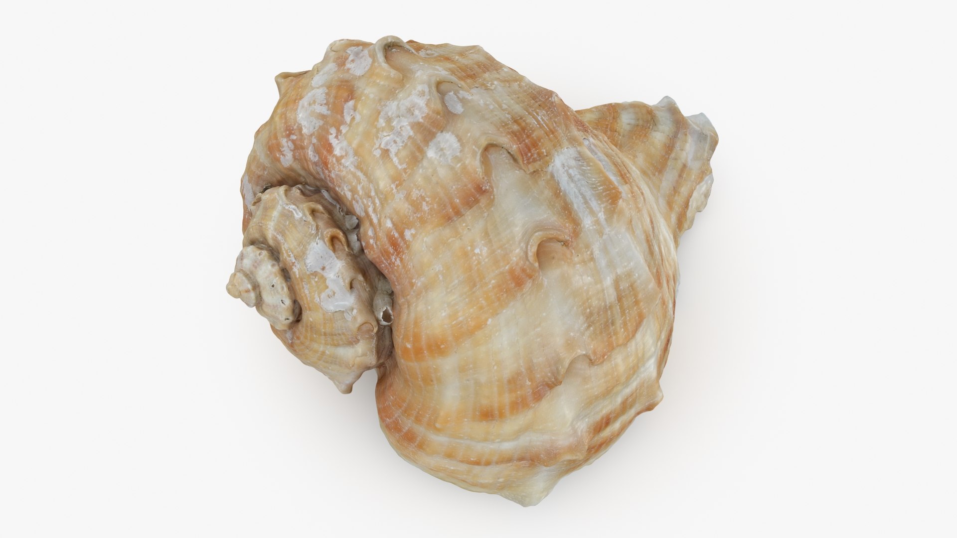 Rapana Rapiformis 3D model https://p.turbosquid.com/ts-thumb/9v/1GyafQ/RY/rapanarapiformis1_b0006/jpg/1718345453/1920x1080/fit_q87/a40958ba6557963ff3589689597cb190fa4774e5/rapanarapiformis1_b0006.jpg