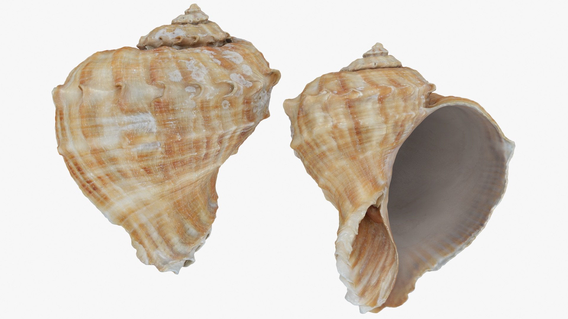 Rapana Rapiformis 3D model https://p.turbosquid.com/ts-thumb/9v/1GyafQ/Vr/rapanarapiformis1_a0002/jpg/1718345448/1920x1080/fit_q87/a39ca69d36f082317aace409e01e813538dadc69/rapanarapiformis1_a0002.jpg
