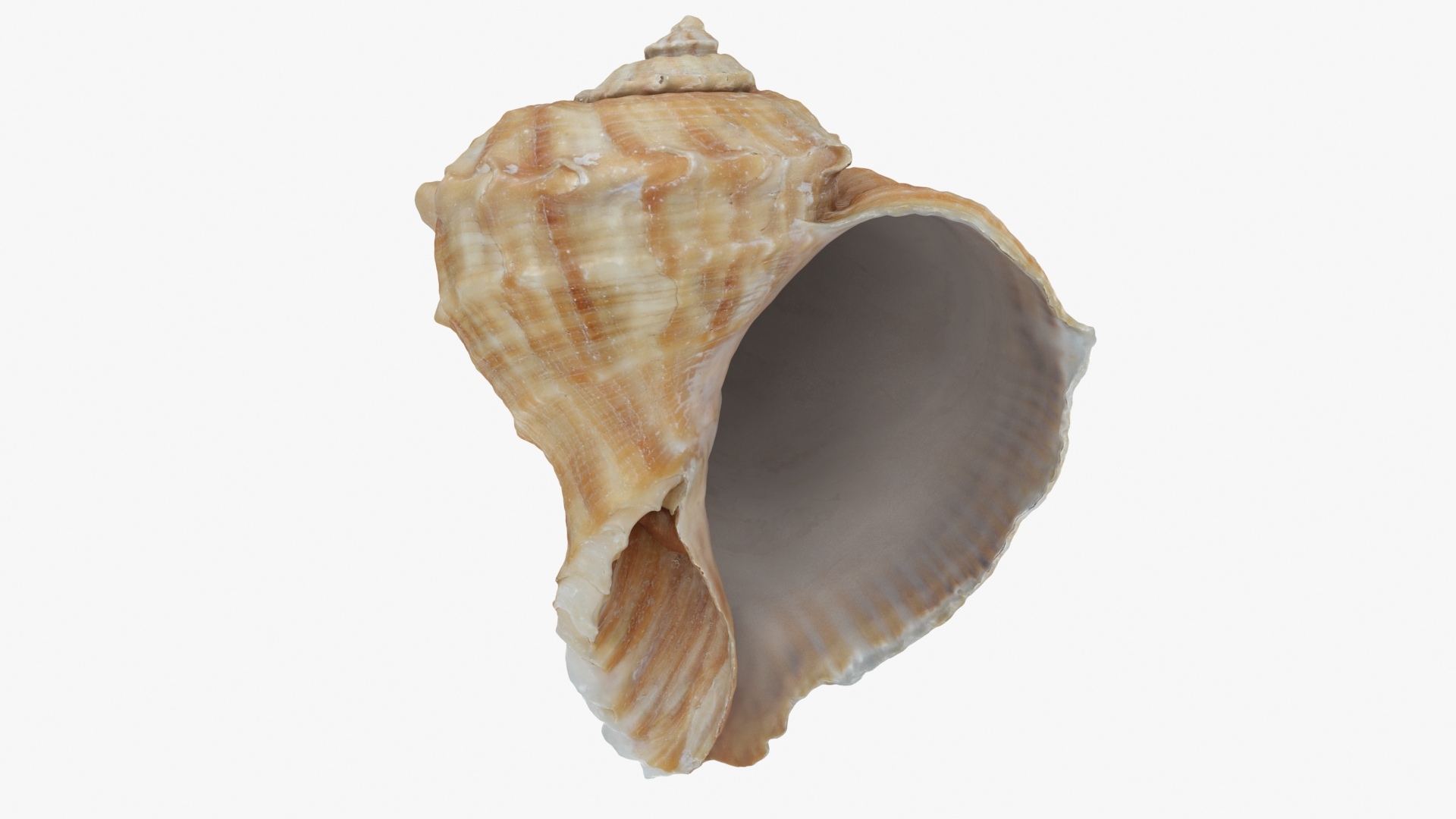 Rapana Rapiformis 3D model https://p.turbosquid.com/ts-thumb/9v/1GyafQ/YD/rapanarapiformis1t2/jpg/1718345480/1920x1080/turn_fit_q99/2cda60460794be93f5b1401cc1d6e1fc6cd39ab8/rapanarapiformis1t2-1.jpg