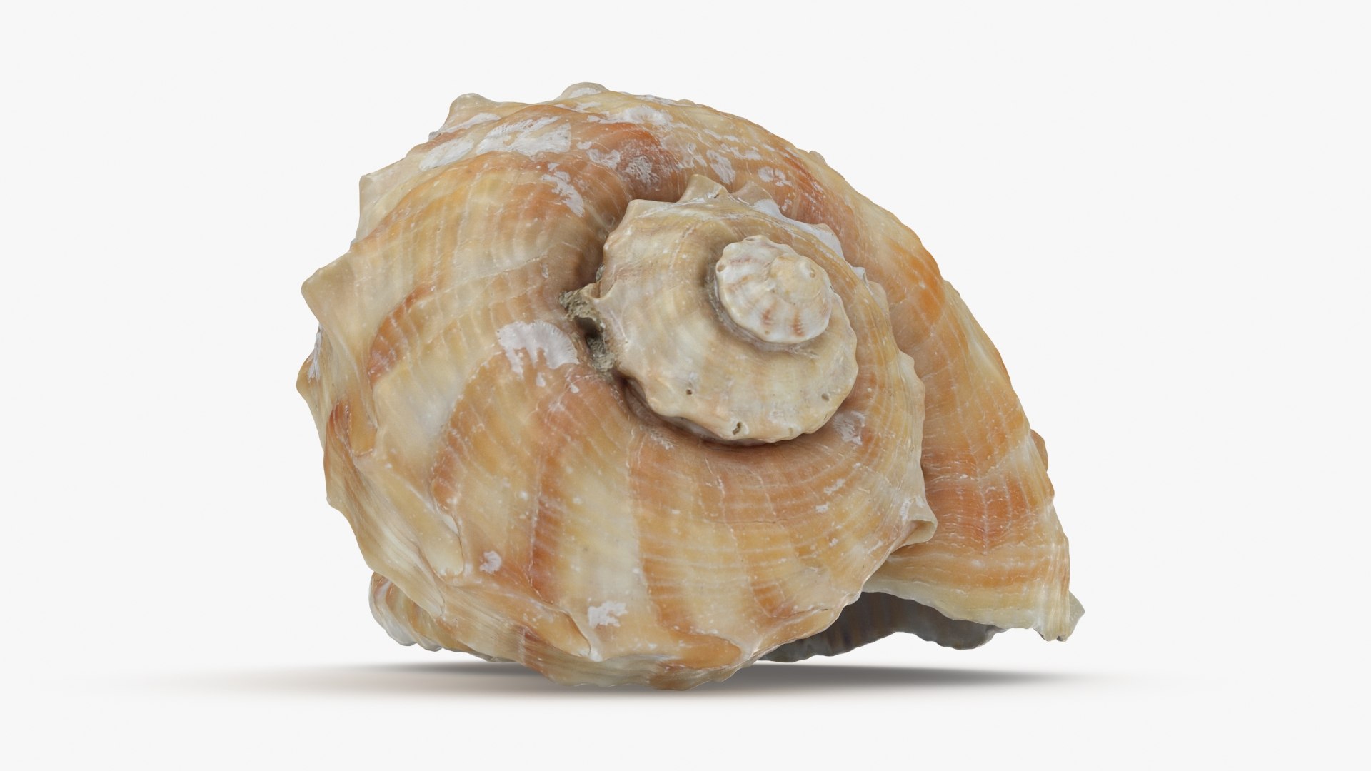 Rapana Rapiformis 3D model https://p.turbosquid.com/ts-thumb/9v/1GyafQ/Yx/rapanarapiformis1_b0010/jpg/1718345454/1920x1080/fit_q87/bb543111ae32c0b6dfb09490871d71f9ba95bc60/rapanarapiformis1_b0010.jpg
