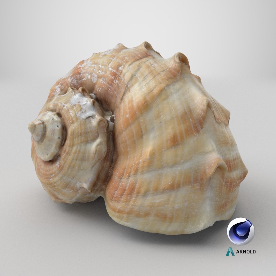 Rapana Rapiformis 3D model https://p.turbosquid.com/ts-thumb/9v/1GyafQ/Zp/stemcell_cinema_4d_arnold_render/png/1718630852/1920x1080/fit_q87/37fcfe5081badddc08f54b7f08cf40773ccf8d41/stemcell_cinema_4d_arnold_render.jpg