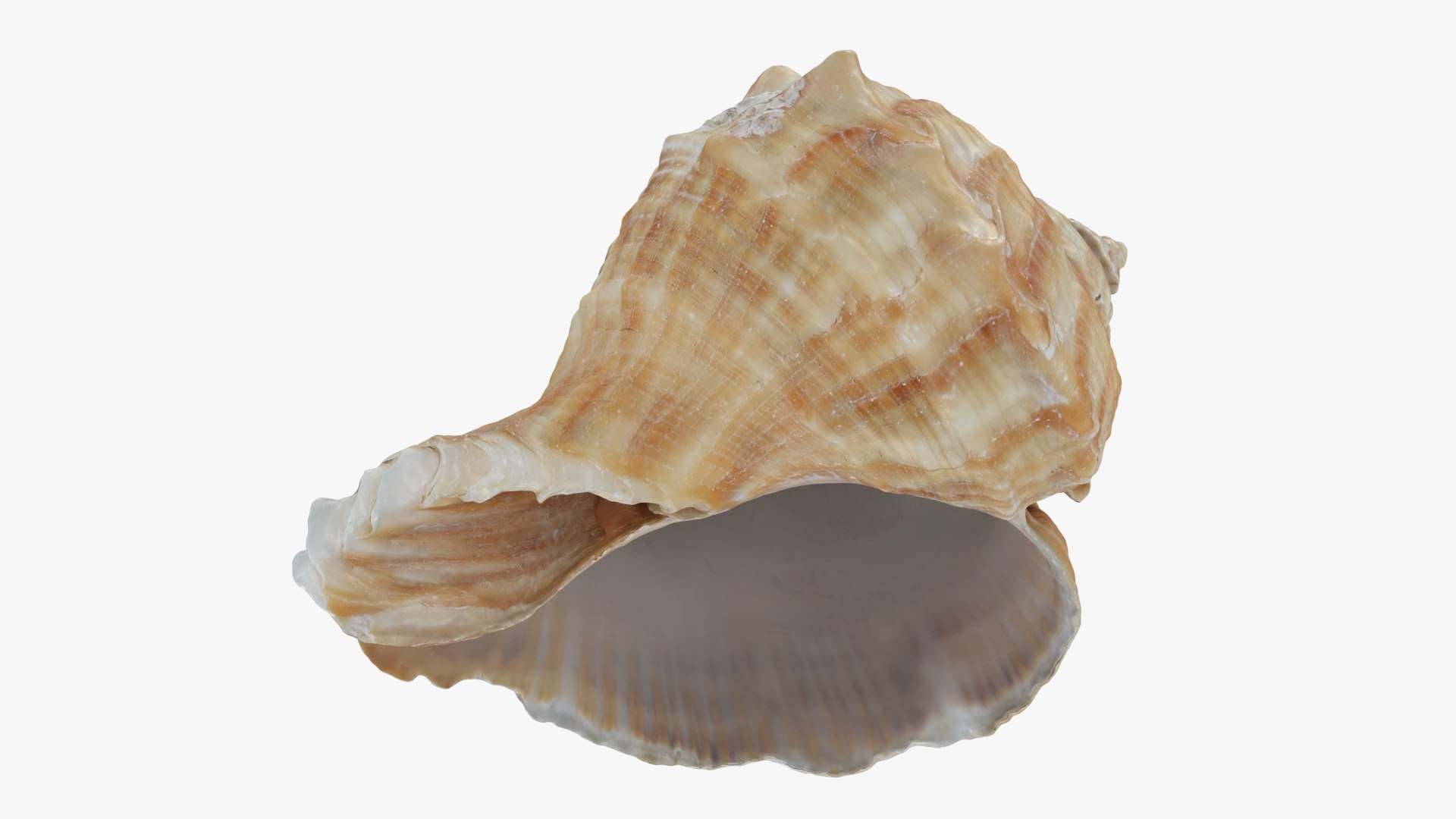Rapana Rapiformis 3D model https://p.turbosquid.com/ts-thumb/9v/1GyafQ/Zw/rapanarapiformis1_b0018/jpg/1718345458/1920x1080/fit_q87/69cc0b2af60255fae2f9a3bba5073765247926d4/rapanarapiformis1_b0018.jpg