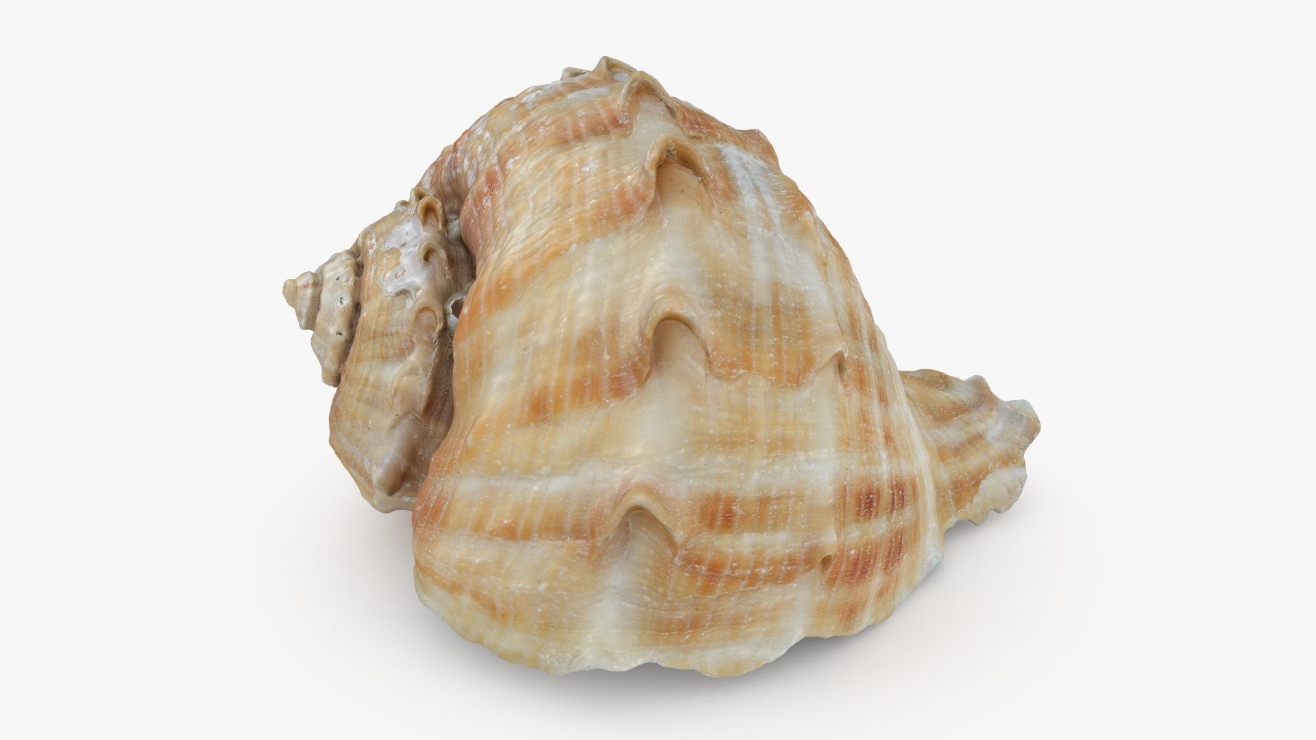 3D Seashells Collection 1 https://p.turbosquid.com/ts-thumb/9v/1GyafQ/bd/rapanarapiformis1_a0001/jpg/1790059774/1920x1080/fit_q87/e2fd68b9eef200faff6b8850d97b158eb073e47f/rapanarapiformis1_a0001.jpg