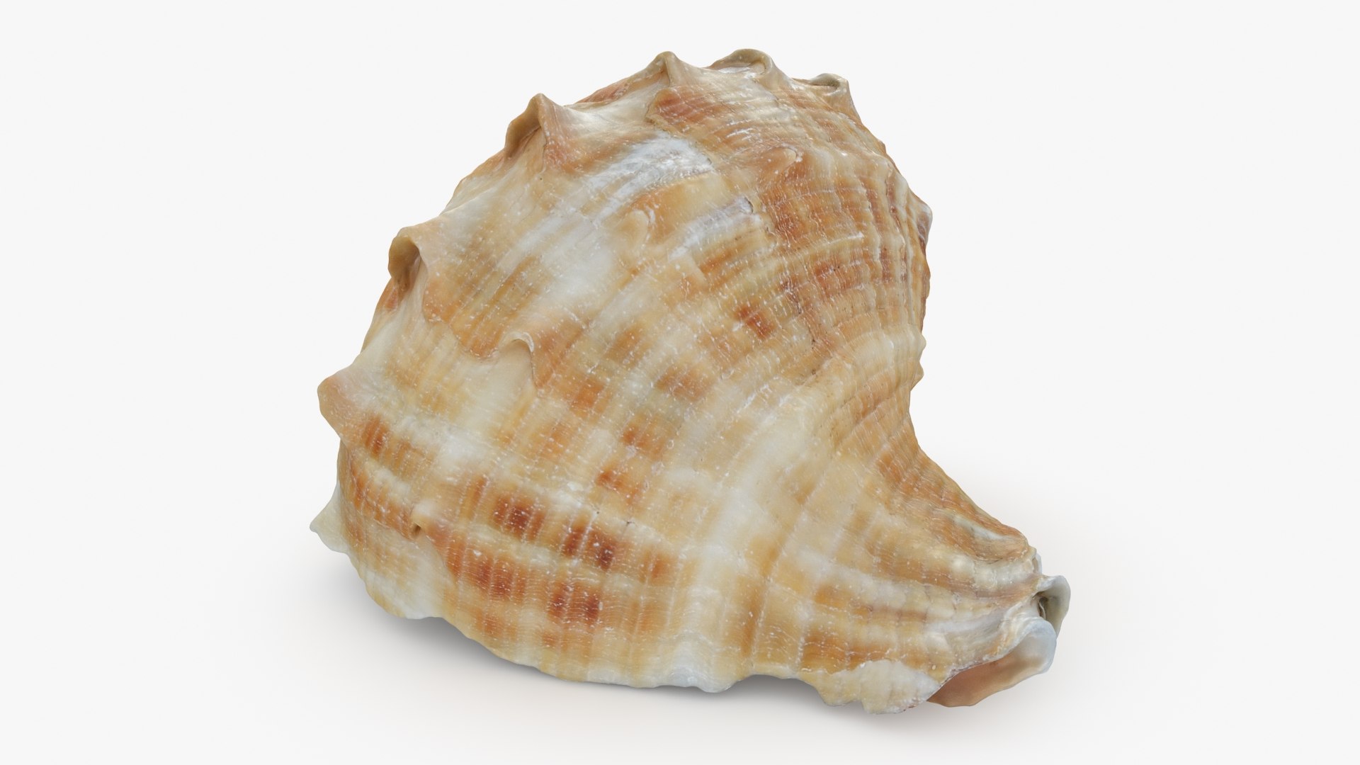 Rapana Rapiformis 3D model https://p.turbosquid.com/ts-thumb/9v/1GyafQ/dP/rapanarapiformis1_b0016/jpg/1718345455/1920x1080/fit_q87/be03134d7f48557208030ceadbca85b2cc5e2c27/rapanarapiformis1_b0016.jpg