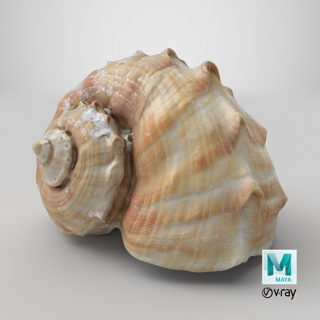 Rapana Rapiformis 3D model https://p.turbosquid.com/ts-thumb/9v/1GyafQ/eL/stemcell_maya_vray_render/png/1718630850/1920x1080/fit_q87/c72acdb19a78e0a6ab9088c355e824b271496b89/stemcell_maya_vray_render.jpg