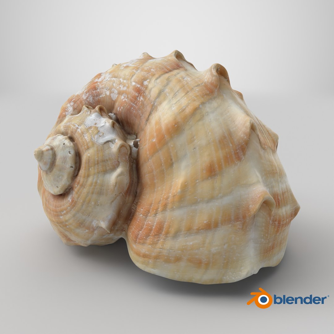 Rapana Rapiformis 3D model https://p.turbosquid.com/ts-thumb/9v/1GyafQ/fD/stemcell_blender_cycles_render/png/1718630845/1920x1080/fit_q87/028e6703ff12229cbff68c8c4c156b42a977f594/stemcell_blender_cycles_render.jpg