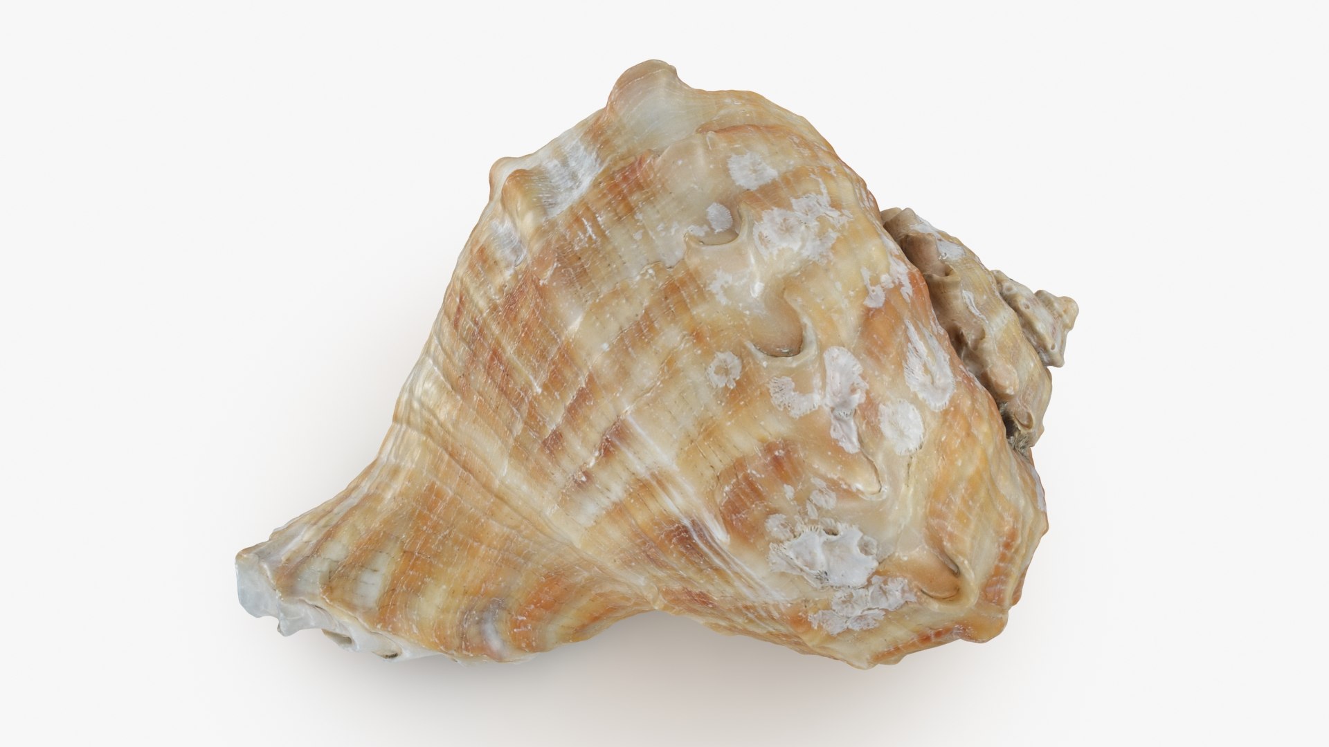 Rapana Rapiformis 3D model https://p.turbosquid.com/ts-thumb/9v/1GyafQ/fG/rapanarapiformis1_b0002/jpg/1718345449/1920x1080/fit_q87/67ad2629c750738f3fce44463f373e25941b9993/rapanarapiformis1_b0002.jpg
