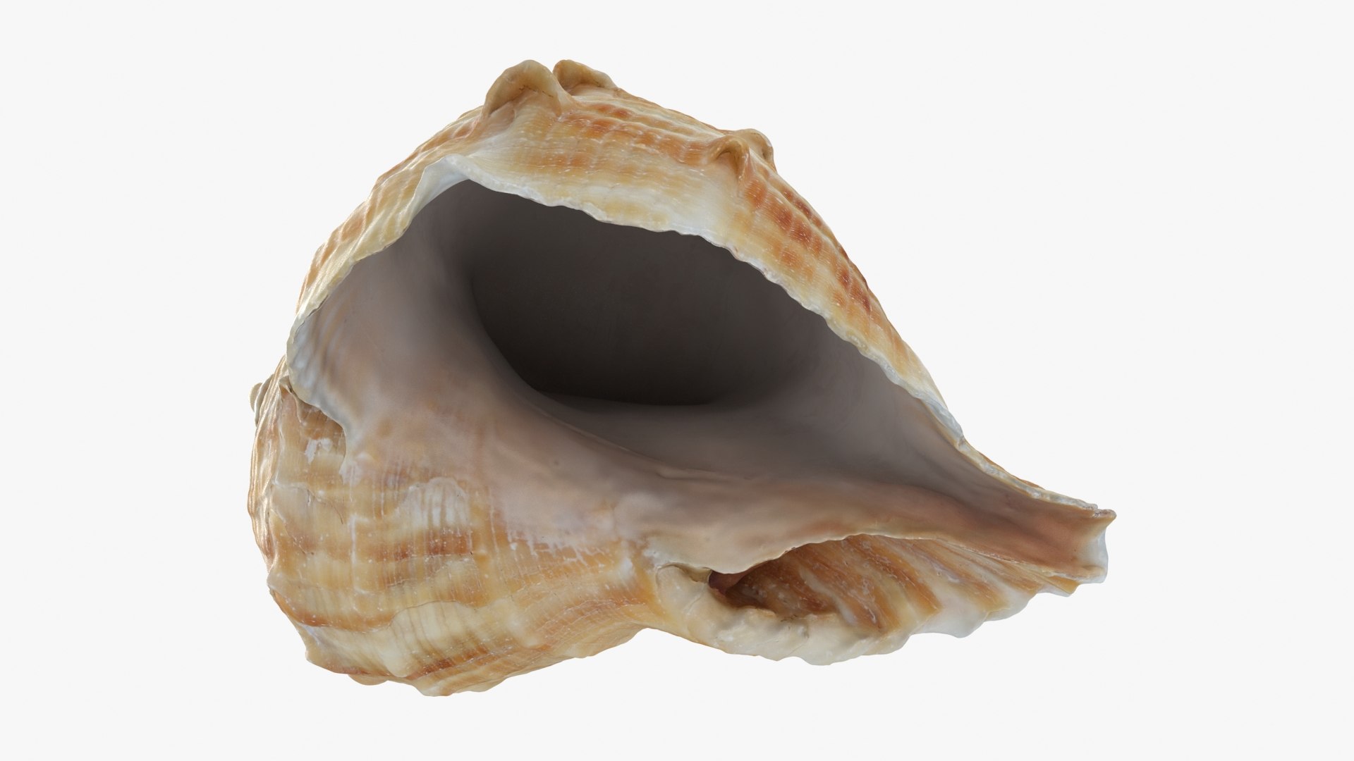 Rapana Rapiformis 3D model https://p.turbosquid.com/ts-thumb/9v/1GyafQ/ir/rapanarapiformis1_b0022/jpg/1718345458/1920x1080/fit_q87/61adc379b79a68663a1c40e6e04b624345b9d049/rapanarapiformis1_b0022.jpg