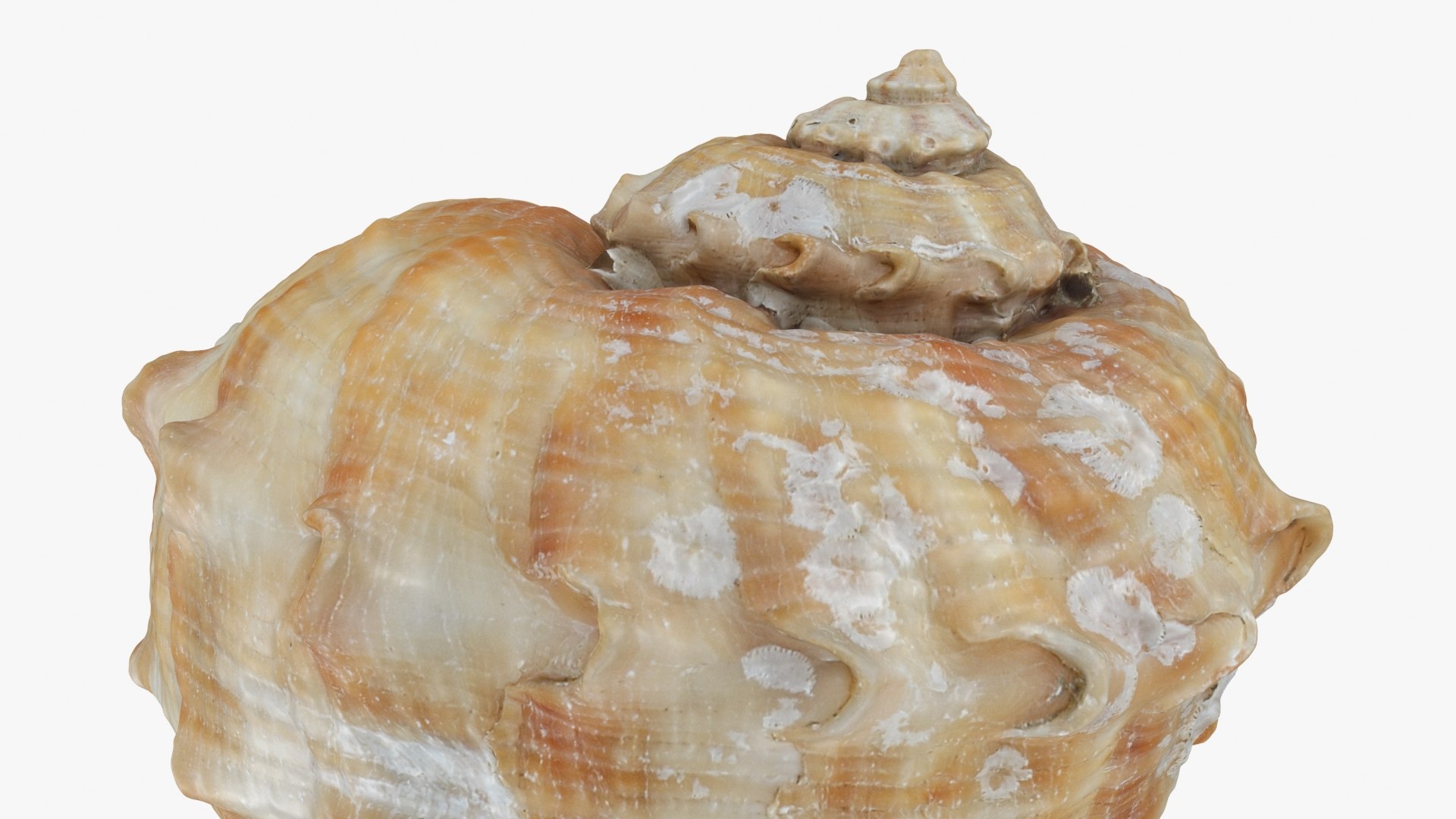 Rapana Rapiformis 3D model https://p.turbosquid.com/ts-thumb/9v/1GyafQ/nw/rapanarapiformis1_b0024/jpg/1718345459/1920x1080/fit_q87/9487d46b7ca7b352782b6df3a31d3e69a7f3fed0/rapanarapiformis1_b0024.jpg
