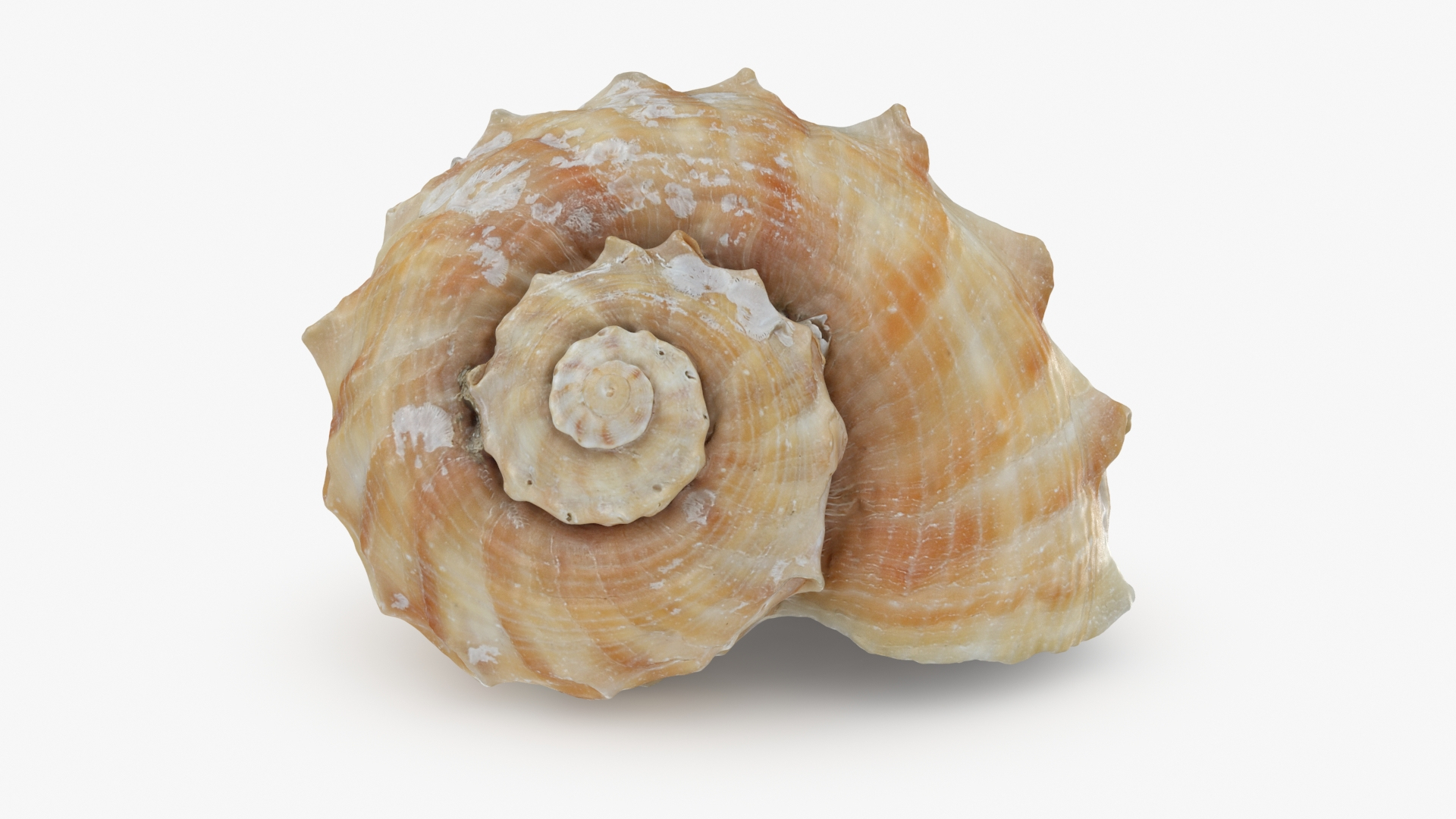 Rapana Rapiformis 3D model https://p.turbosquid.com/ts-thumb/9v/1GyafQ/yr/rapanarapiformis1/jpg/1718345463/1920x1080/turn_fit_q99/bf3e10b858e090d4d7f49a8746bbdccac57c14da/rapanarapiformis1-1.jpg