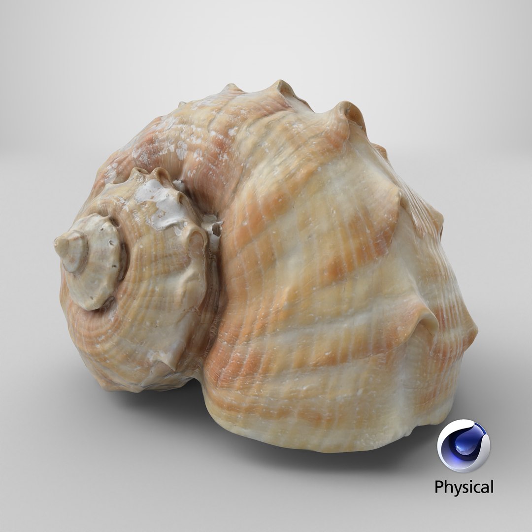 Rapana Rapiformis 3D model https://p.turbosquid.com/ts-thumb/9v/1GyafQ/zg/stemcell_cinema_4d_physical_render/png/1718630855/1920x1080/fit_q87/ad8ad8fb7dcf5f0d0fbb79dee7b2164e235e8681/stemcell_cinema_4d_physical_render.jpg