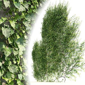 Ivy Hedera Helix V1