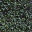 ivy hedera helix 3D