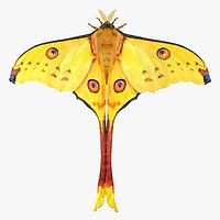 Argema Mittrei with Fur Rigged 3D Model