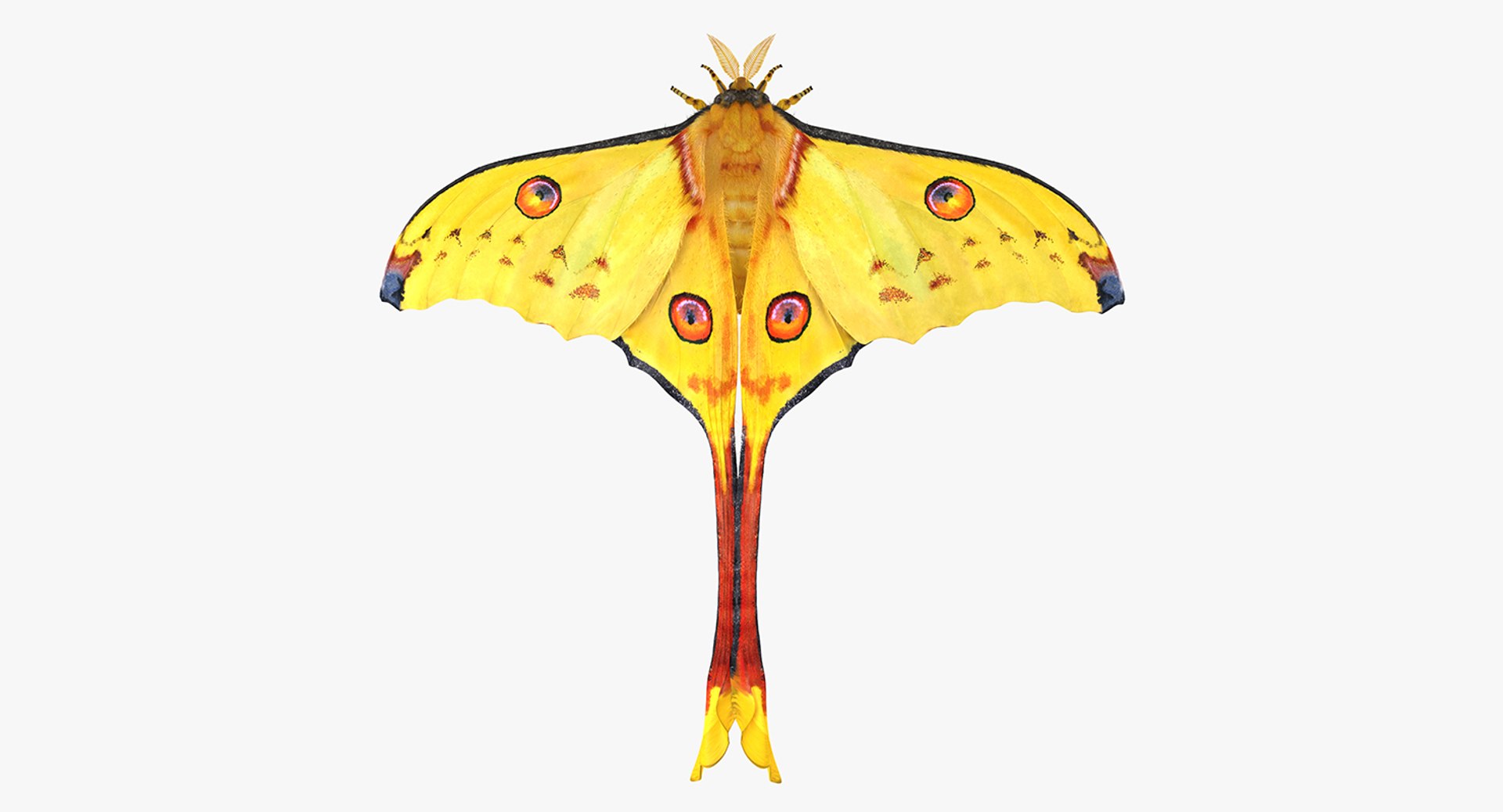 Argema Mittrei with Fur Rigged 3D Model preview