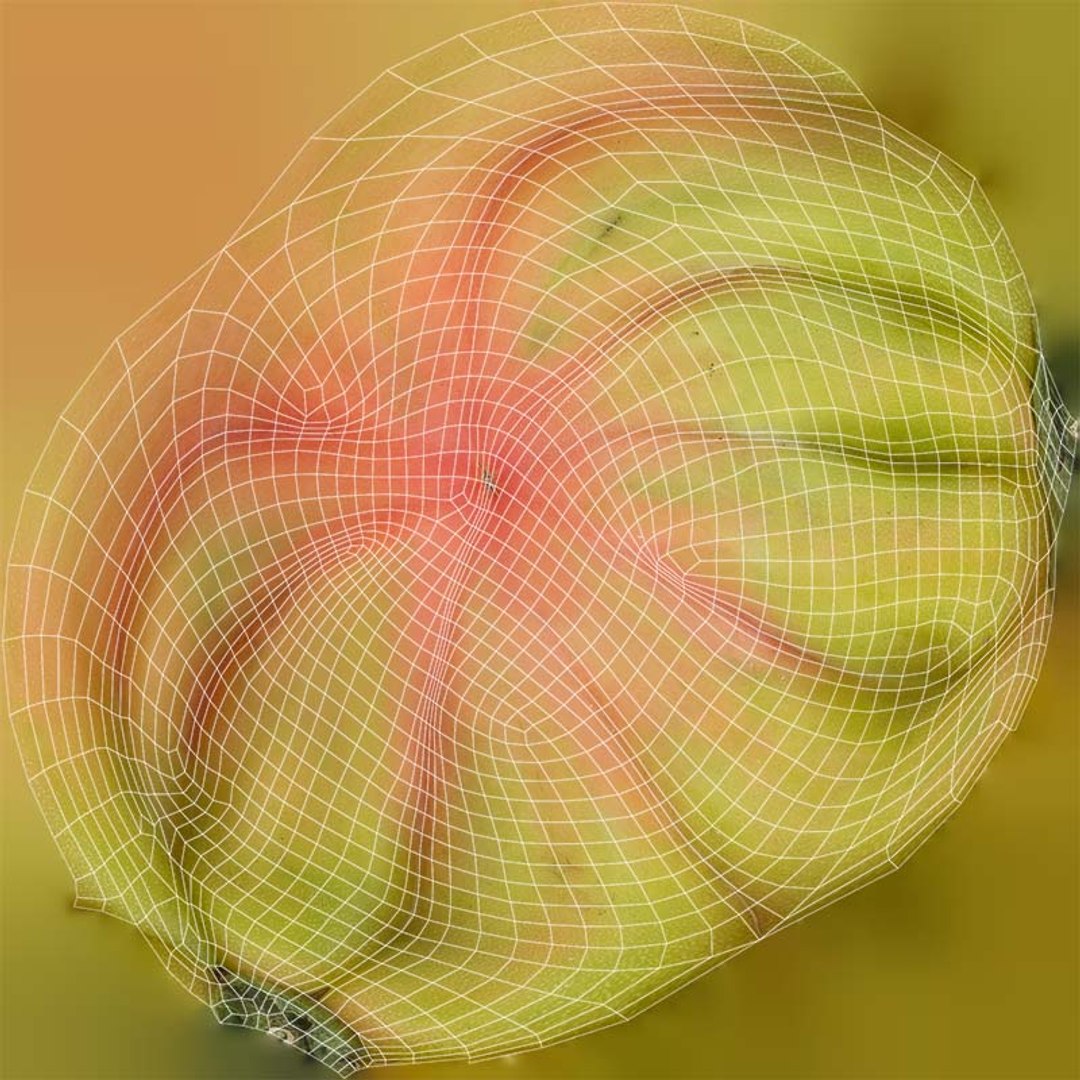Quince Remastered Model - TurboSquid 2362387