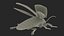 Insect Water Beetle Brown Rigged for Maya