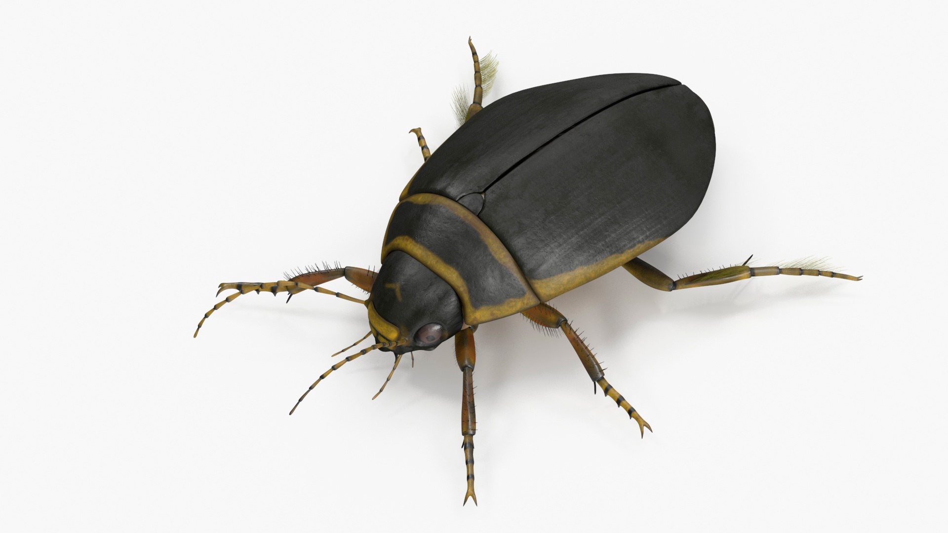 Insect Water Beetle Brown Rigged for Maya 3D model https://p.turbosquid.com/ts-thumb/9v/Q07qhY/7M/insect_water_beetle_brown_rigged_for_maya_002/jpg/1732810278/1920x1080/fit_q87/248af6a6ad746d19f699a2064f17792c95054fa7/insect_water_beetle_brown_rigged_for_maya_002.jpg