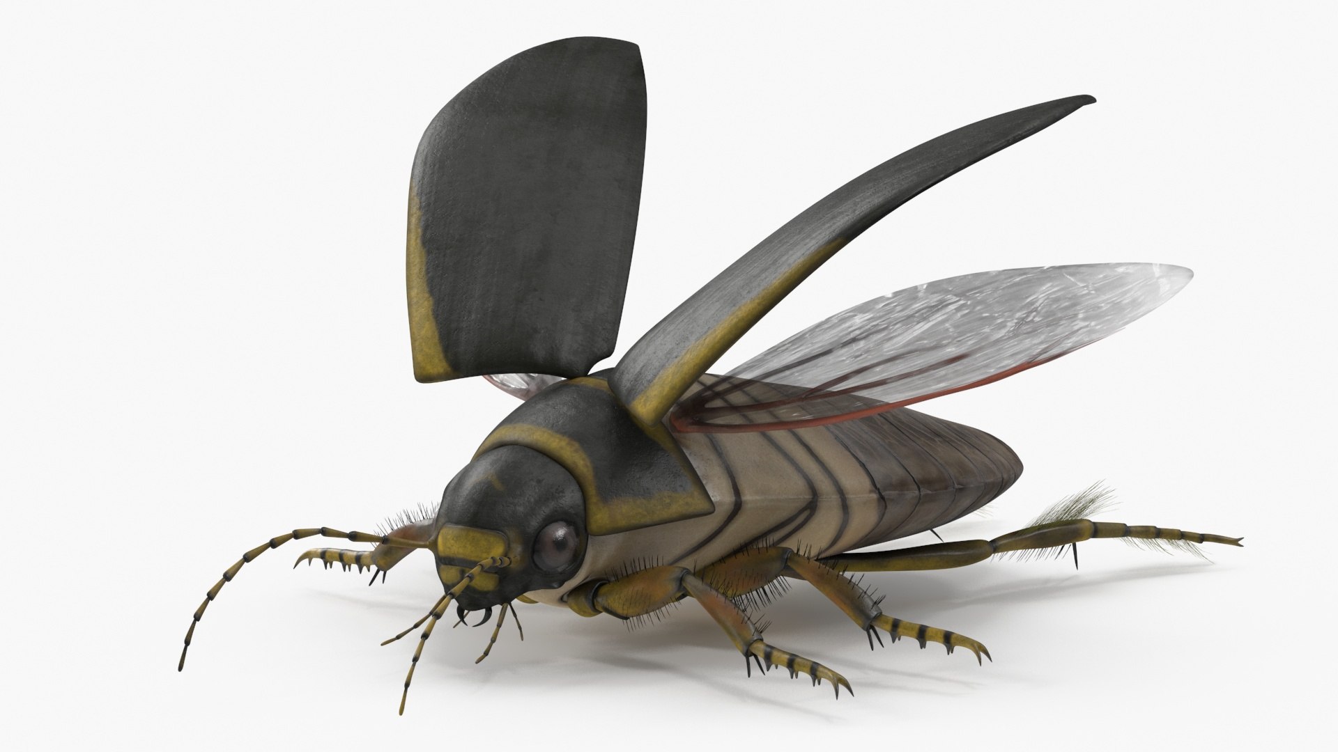 Insect Water Beetle Brown Rigged for Maya 3D model https://p.turbosquid.com/ts-thumb/9v/Q07qhY/Bt/insect_water_beetle_brown_rigged_013/jpg/1732810071/1920x1080/fit_q87/8686766ed629c281212b77a21edbcee4cd8ba4f1/insect_water_beetle_brown_rigged_013.jpg