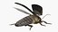 Insect Water Beetle Brown Rigged for Maya